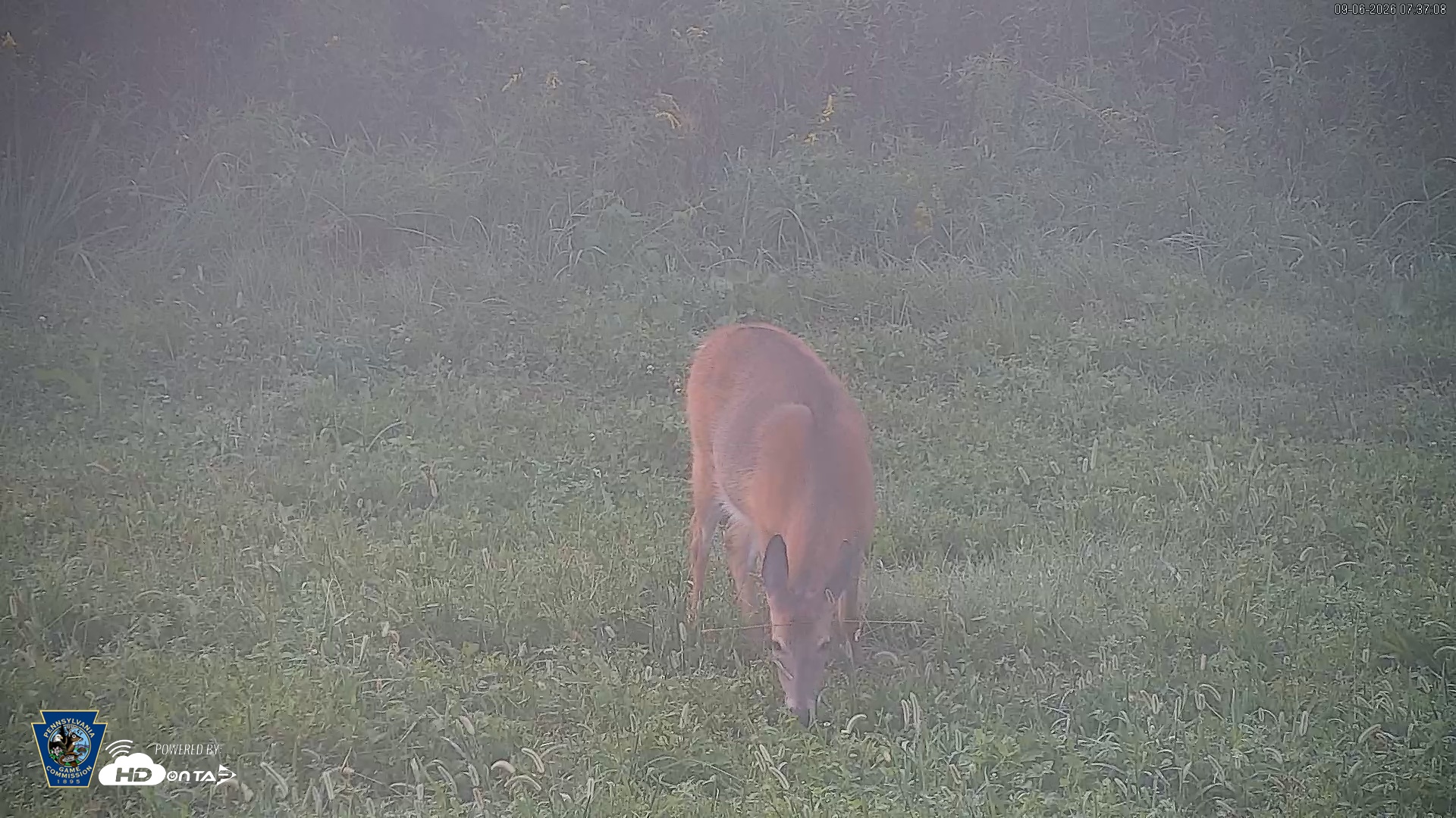 Snapshot of Pennsylvania Elk Live Webcam taken Sep 6, 2026, 7:38am EDT