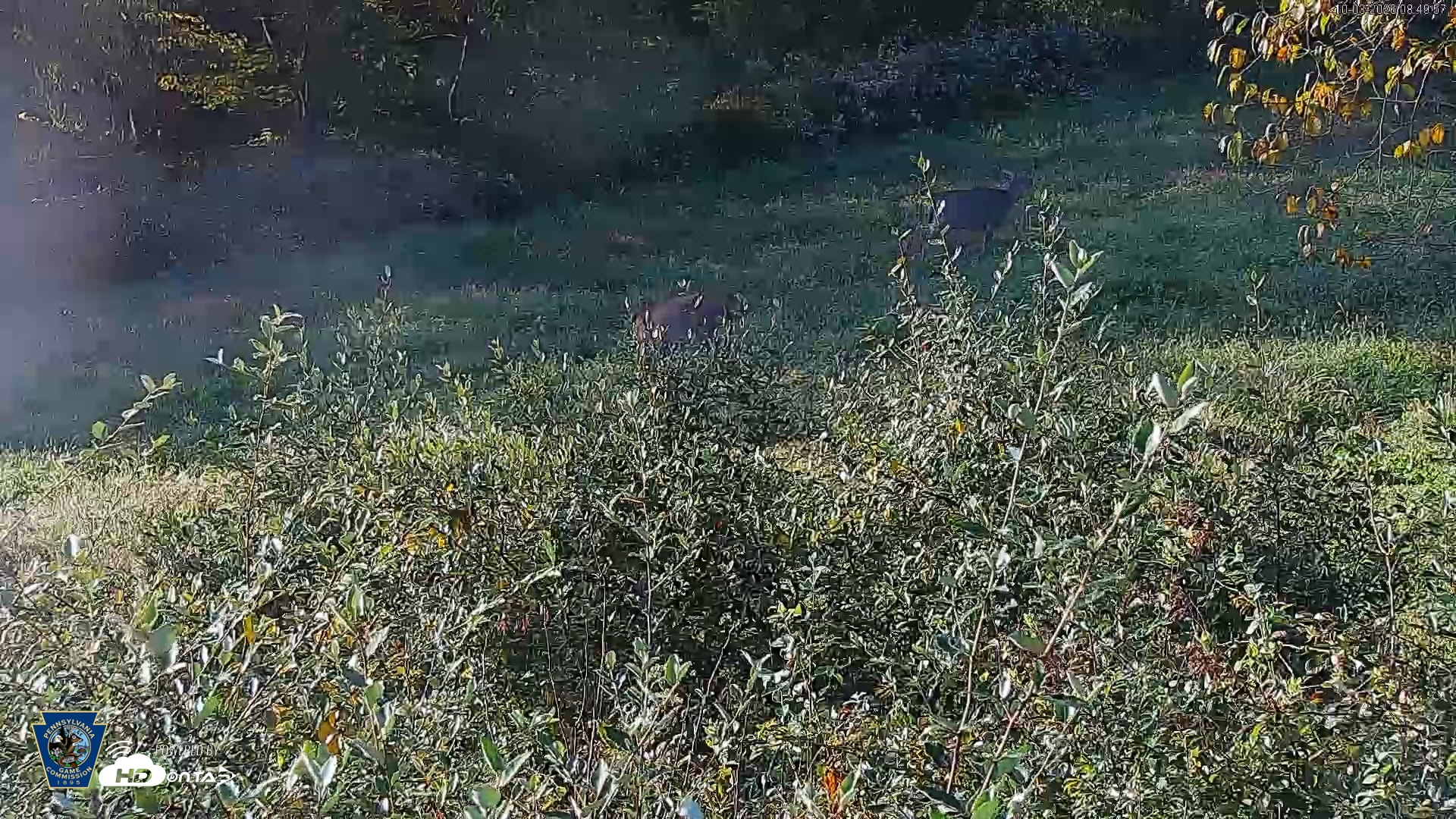 Snapshot of Pennsylvania Elk Live Webcam taken Oct 3, 2026, 8:50am EDT