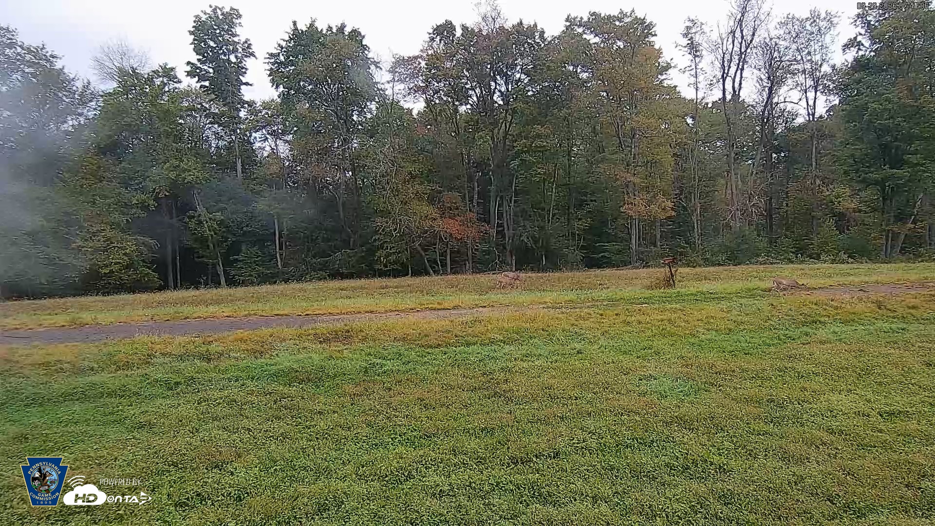 Snapshot of Pennsylvania Elk Live Webcam taken Sep 29, 2026, 7:41am EDT