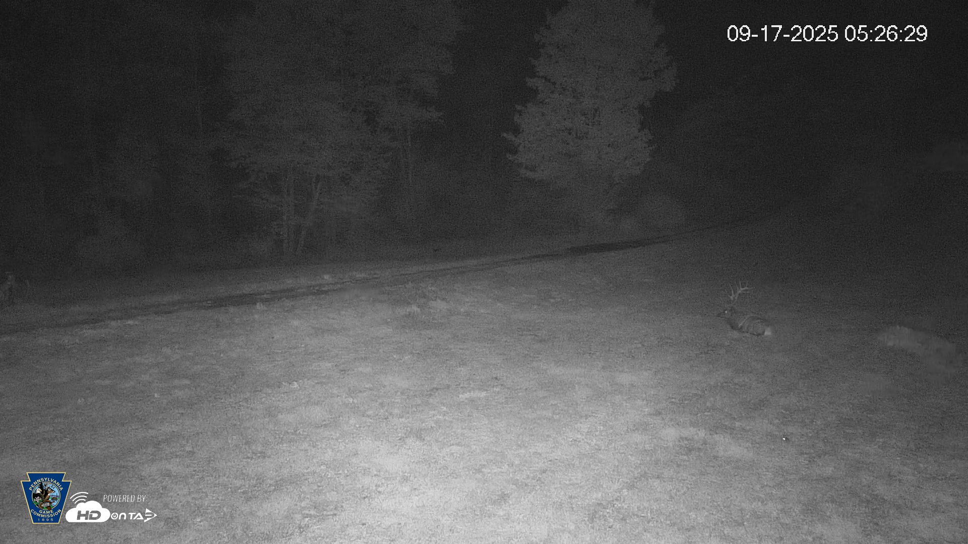 Snapshot of Pennsylvania Elk Live Webcam taken Sep 17, 2025, 5:27am EDT