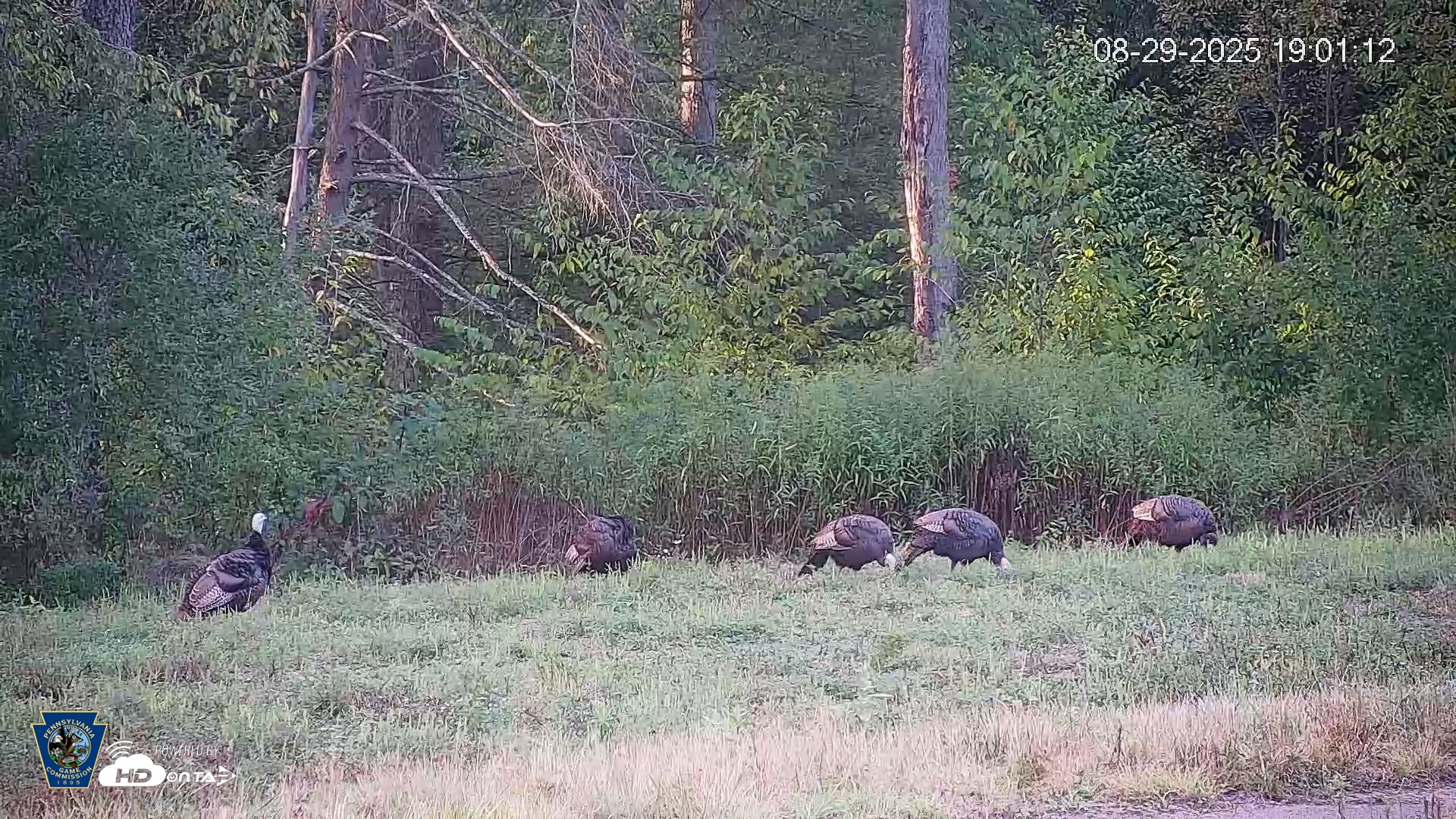 Snapshot of Pennsylvania Elk Live Webcam taken Aug 29, 2025, 7:01pm EDT