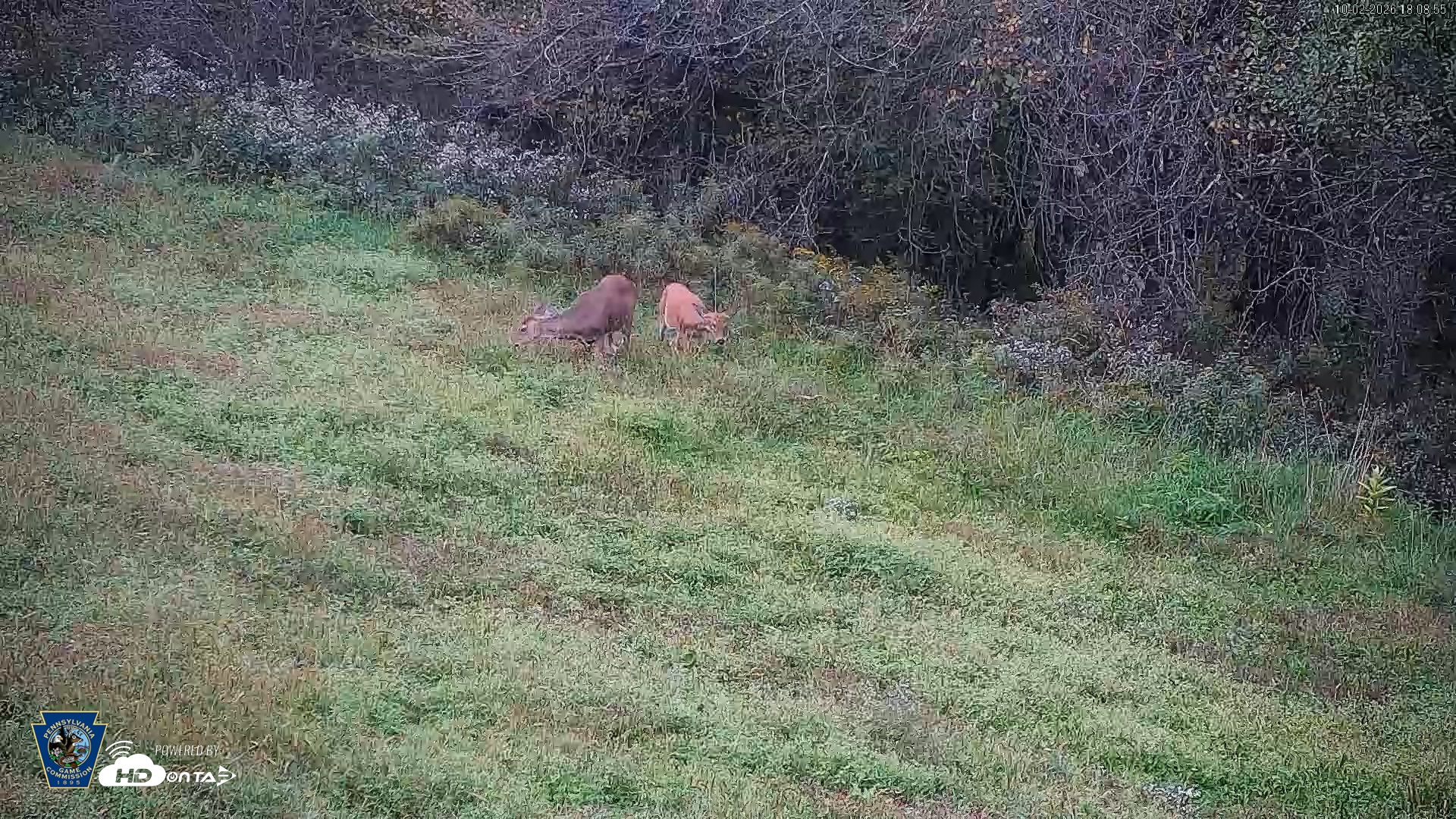 Snapshot of Pennsylvania Elk Live Webcam taken Oct 2, 2026, 6:09pm EDT