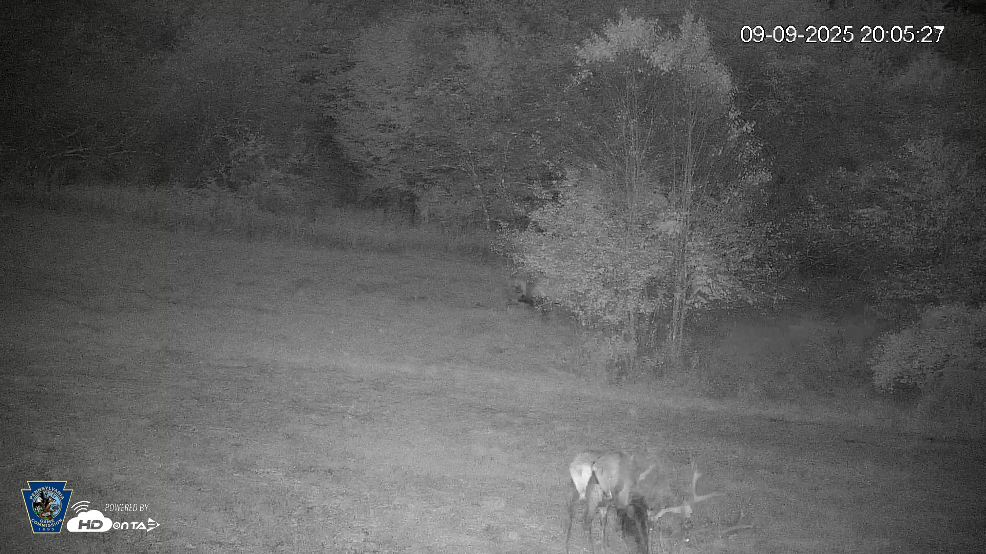 Snapshot of Pennsylvania Elk Live Webcam taken Sep 9, 2025, 8:06pm EDT