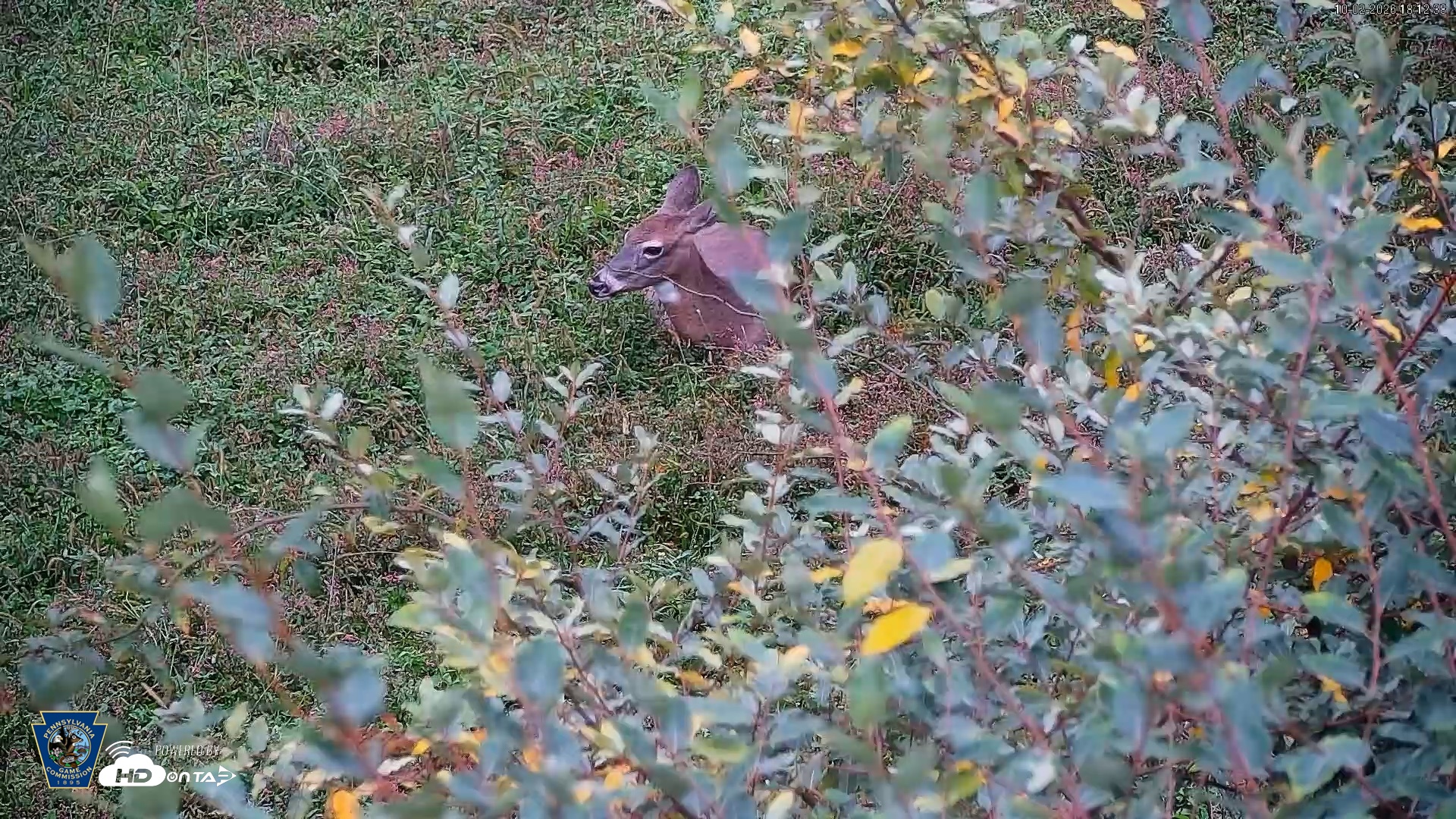 Snapshot of Pennsylvania Elk Live Webcam taken Oct 2, 2026, 6:13pm EDT