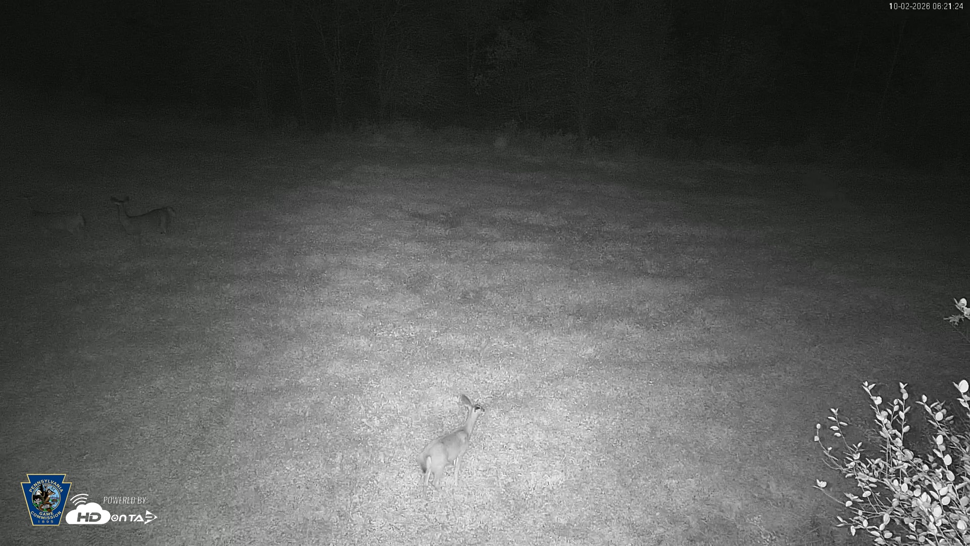 Snapshot of Pennsylvania Elk Live Webcam taken Oct 2, 2026, 6:22am EDT