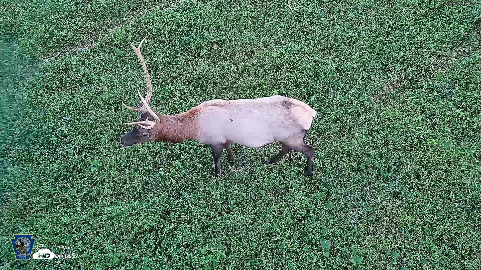 Snapshot of Pennsylvania Elk Live Webcam taken Sep 6, 2026, 7:43pm EDT