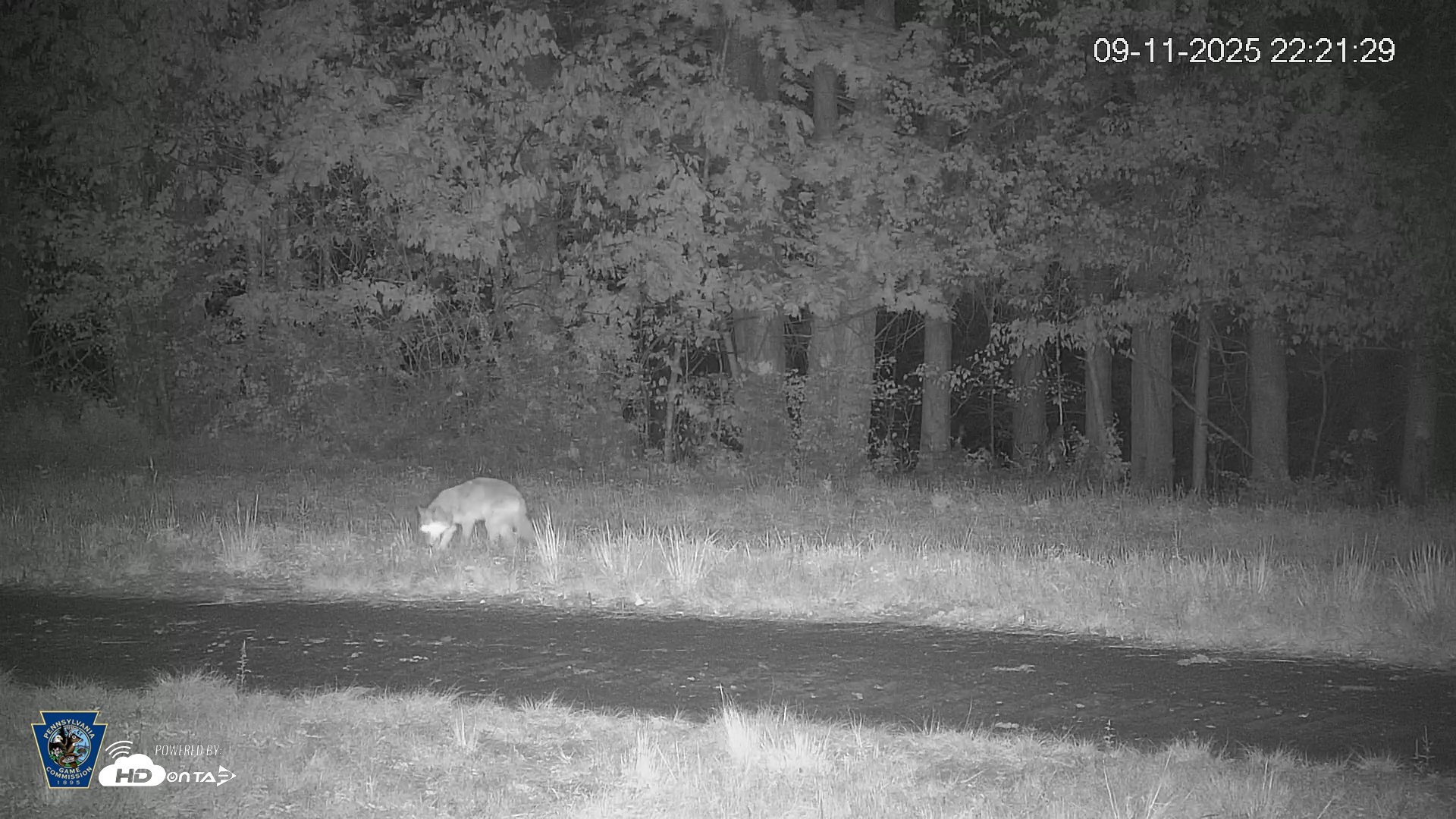 Snapshot of Pennsylvania Elk Live Webcam taken Sep 11, 2025, 10:22pm EDT