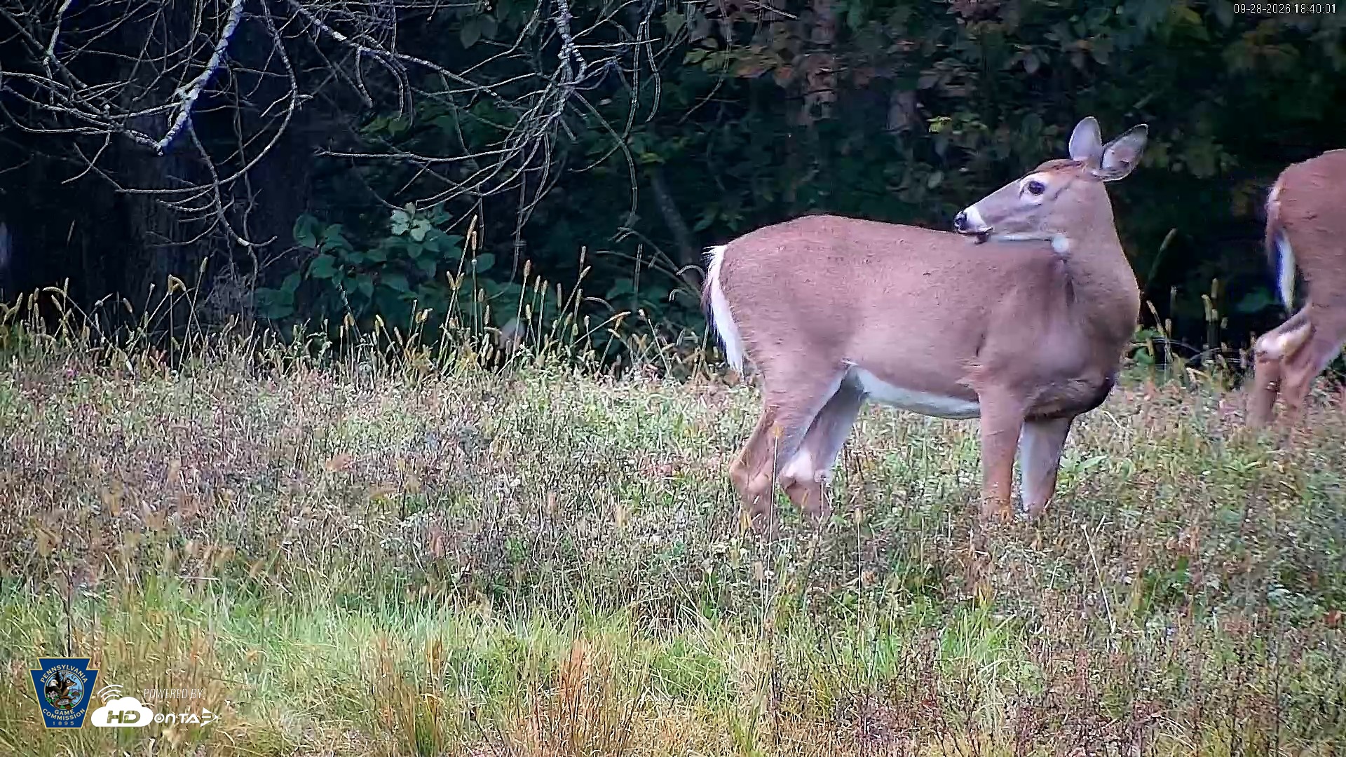 Snapshot of Pennsylvania Elk Live Webcam taken Sep 28, 2026, 6:41pm EDT