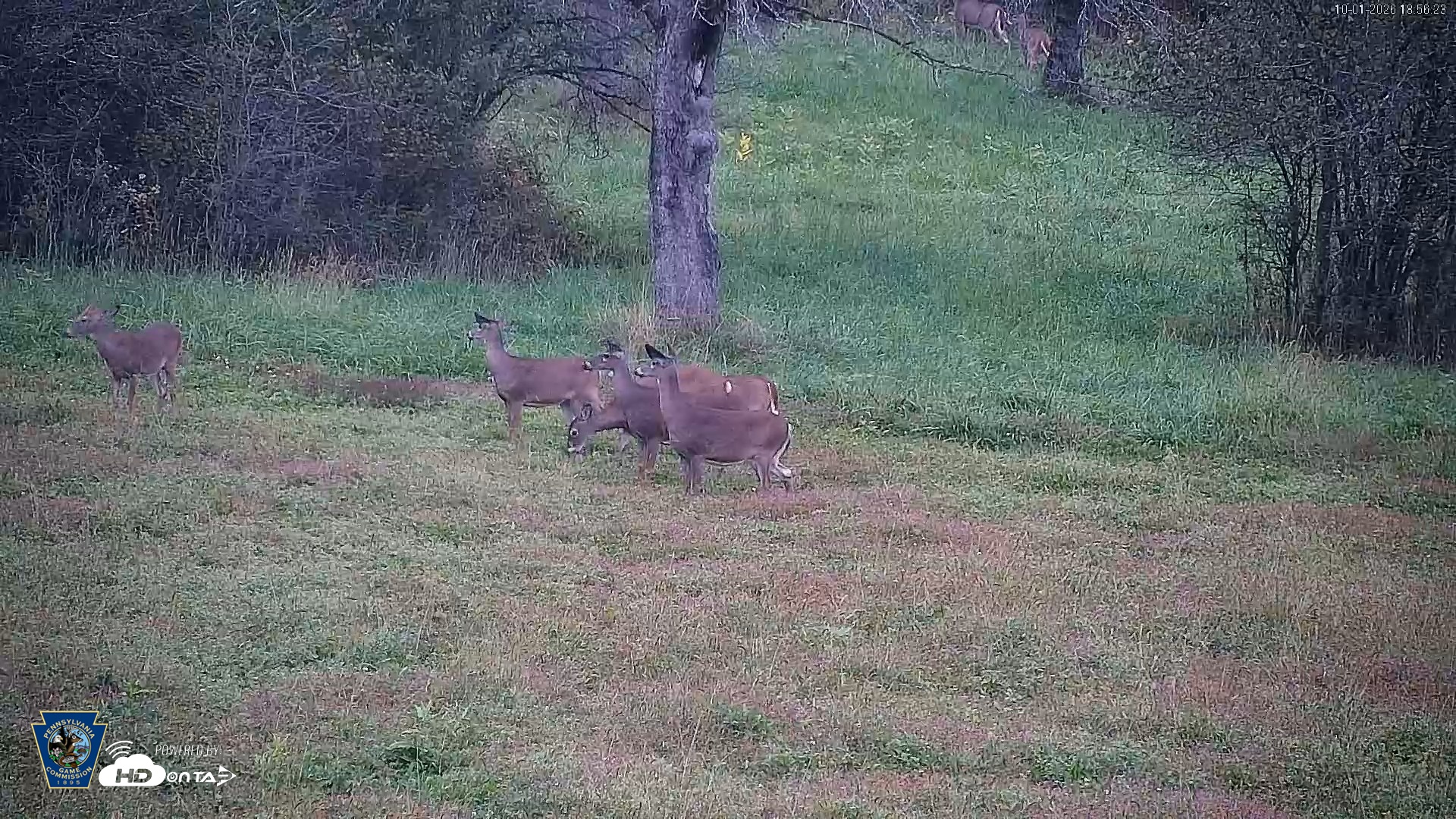 Snapshot of Pennsylvania Elk Live Webcam taken Oct 1, 2026, 6:57pm EDT