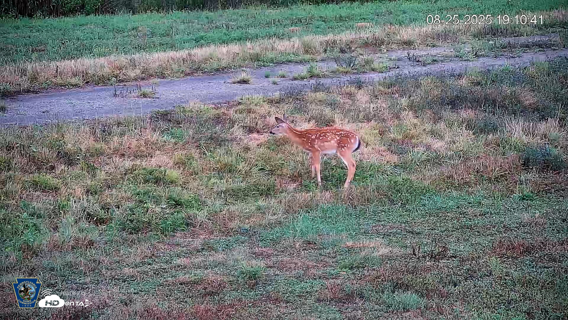 Snapshot of Pennsylvania Elk Live Webcam taken Aug 25, 2025, 7:11pm EDT