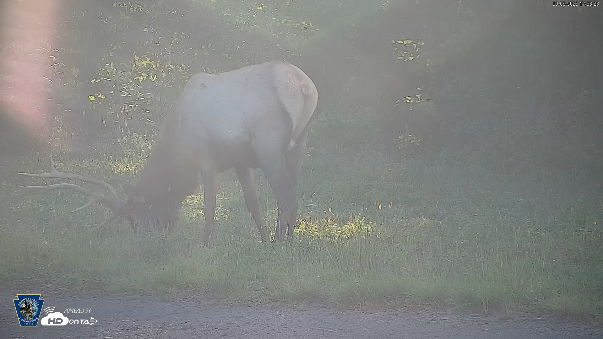 Snapshot of Pennsylvania Elk Live Webcam taken Sep 6, 2026, 5:59pm EDT