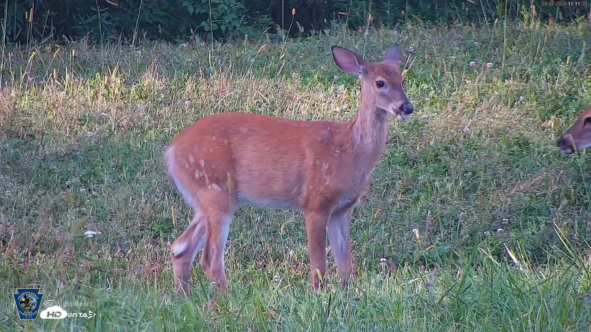 Snapshot of Pennsylvania Elk Live Webcam taken Sep 7, 2026, 6:11pm EDT