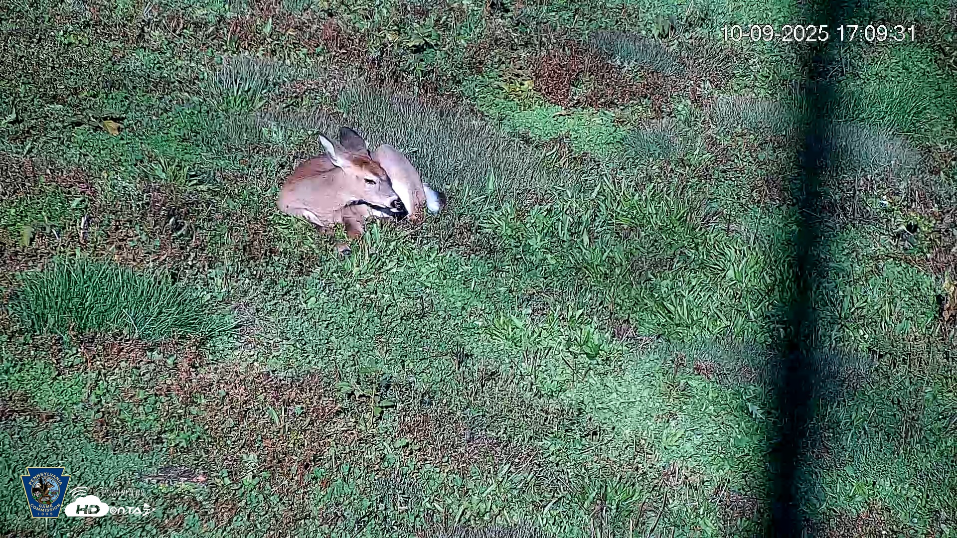Snapshot of Pennsylvania Elk Live Webcam taken Oct 9, 2025, 5:10pm EDT
