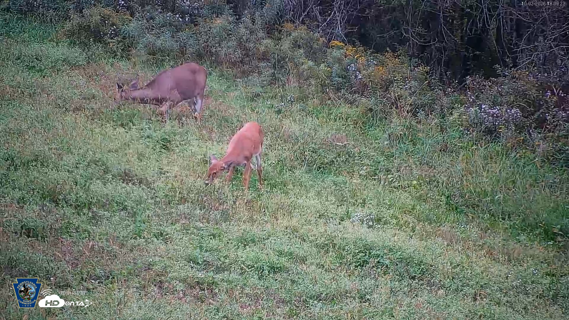 Snapshot of Pennsylvania Elk Live Webcam taken Oct 2, 2026, 6:10pm EDT