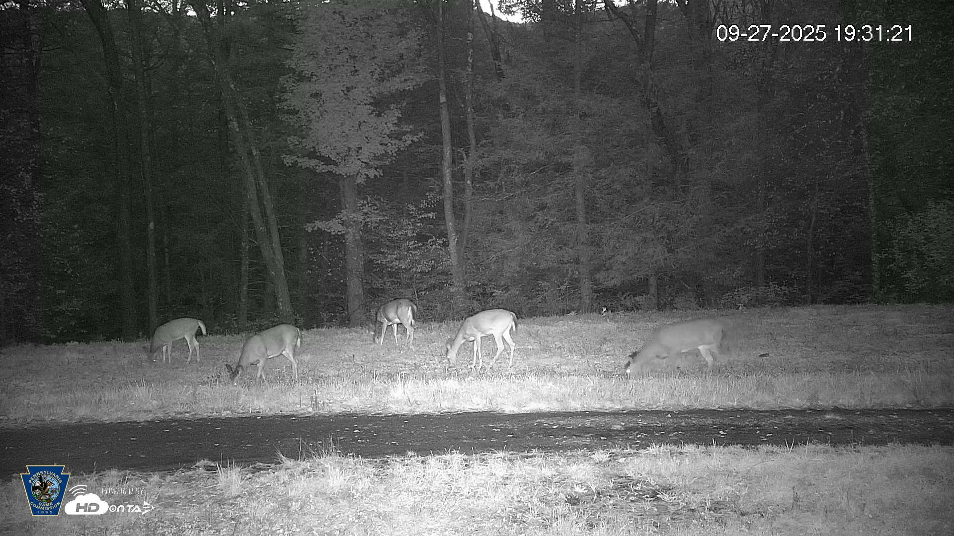 Snapshot of Pennsylvania Elk Live Webcam taken Sep 27, 2025, 7:32pm EDT