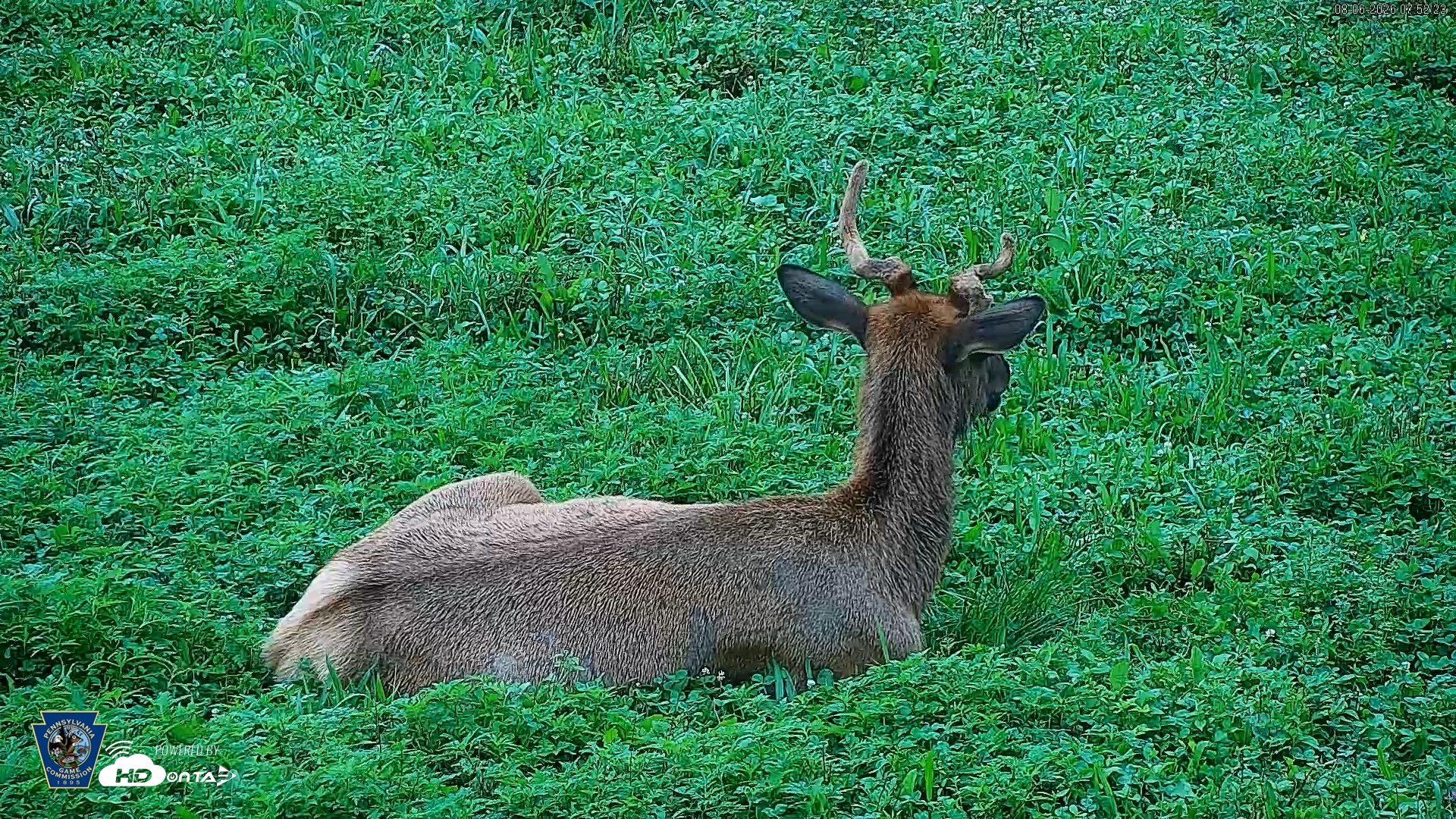 Snapshot of Pennsylvania Elk Live Webcam taken Aug 6, 2026, 7:53am EDT