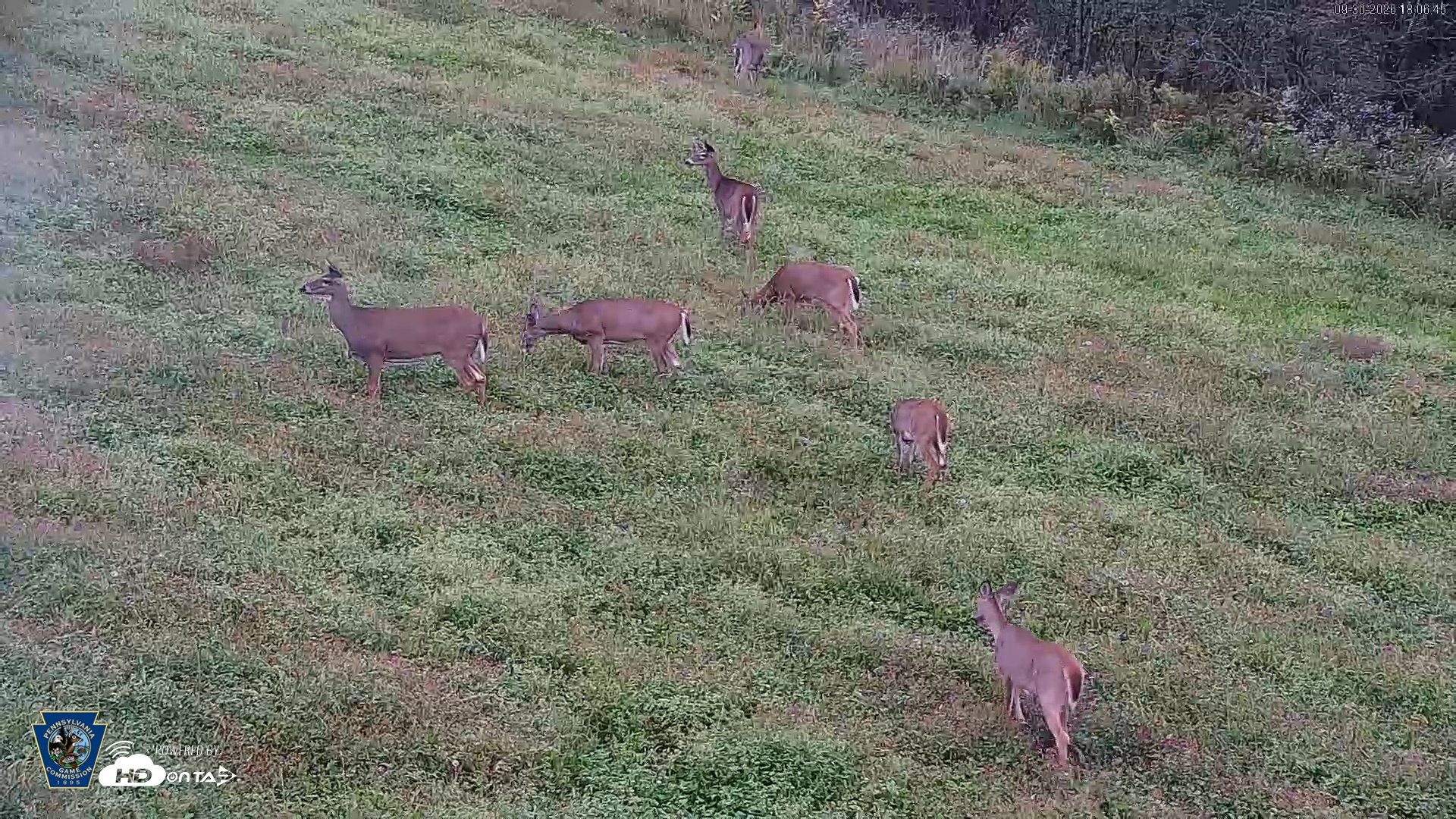 Snapshot of Pennsylvania Elk Live Webcam taken Sep 30, 2026, 6:07pm EDT