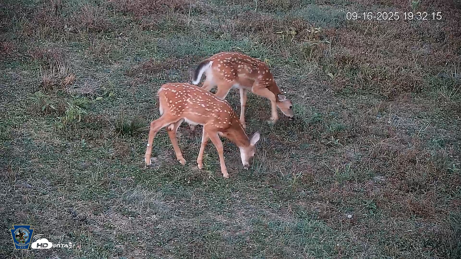 Snapshot of Pennsylvania Elk Live Webcam taken Sep 16, 2025, 7:33pm EDT
