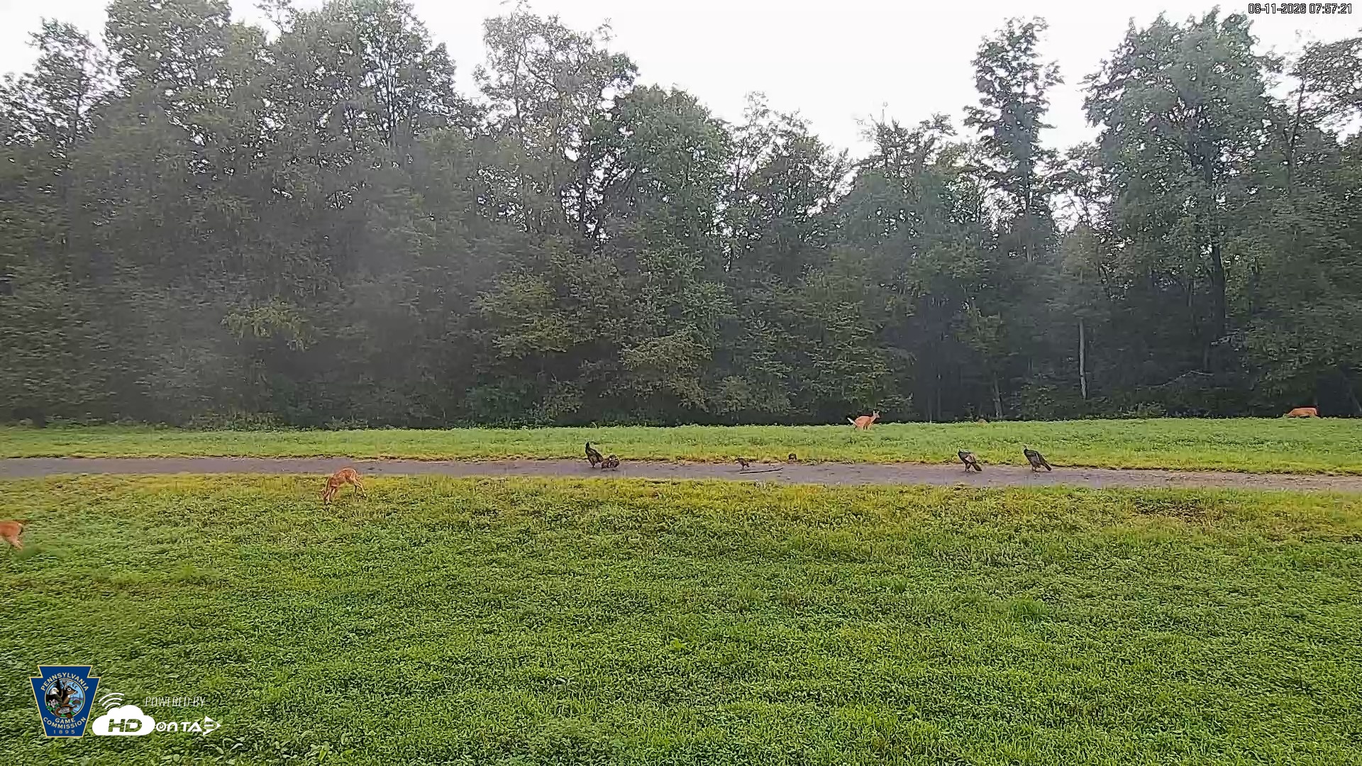 Snapshot of Pennsylvania Elk Live Webcam taken Aug 11, 2026, 7:58am EDT