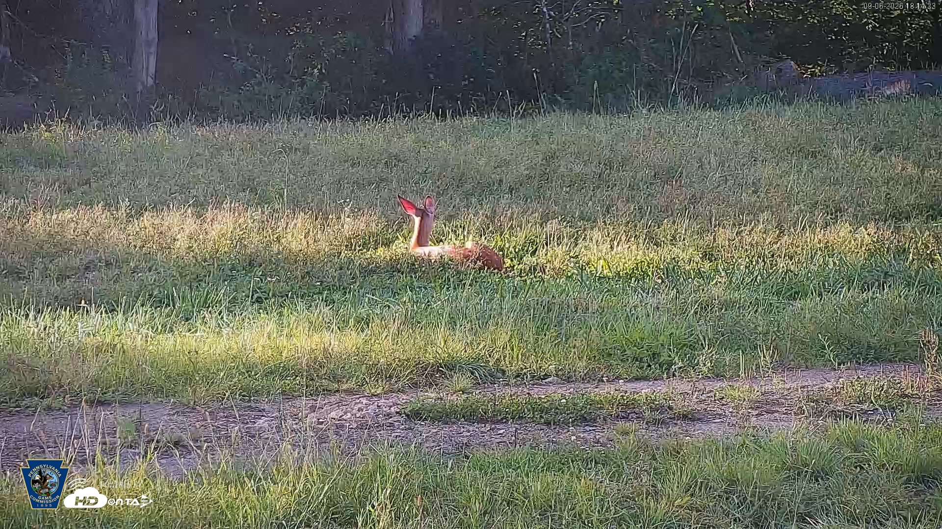 Snapshot of Pennsylvania Elk Live Webcam taken Sep 6, 2026, 6:15pm EDT