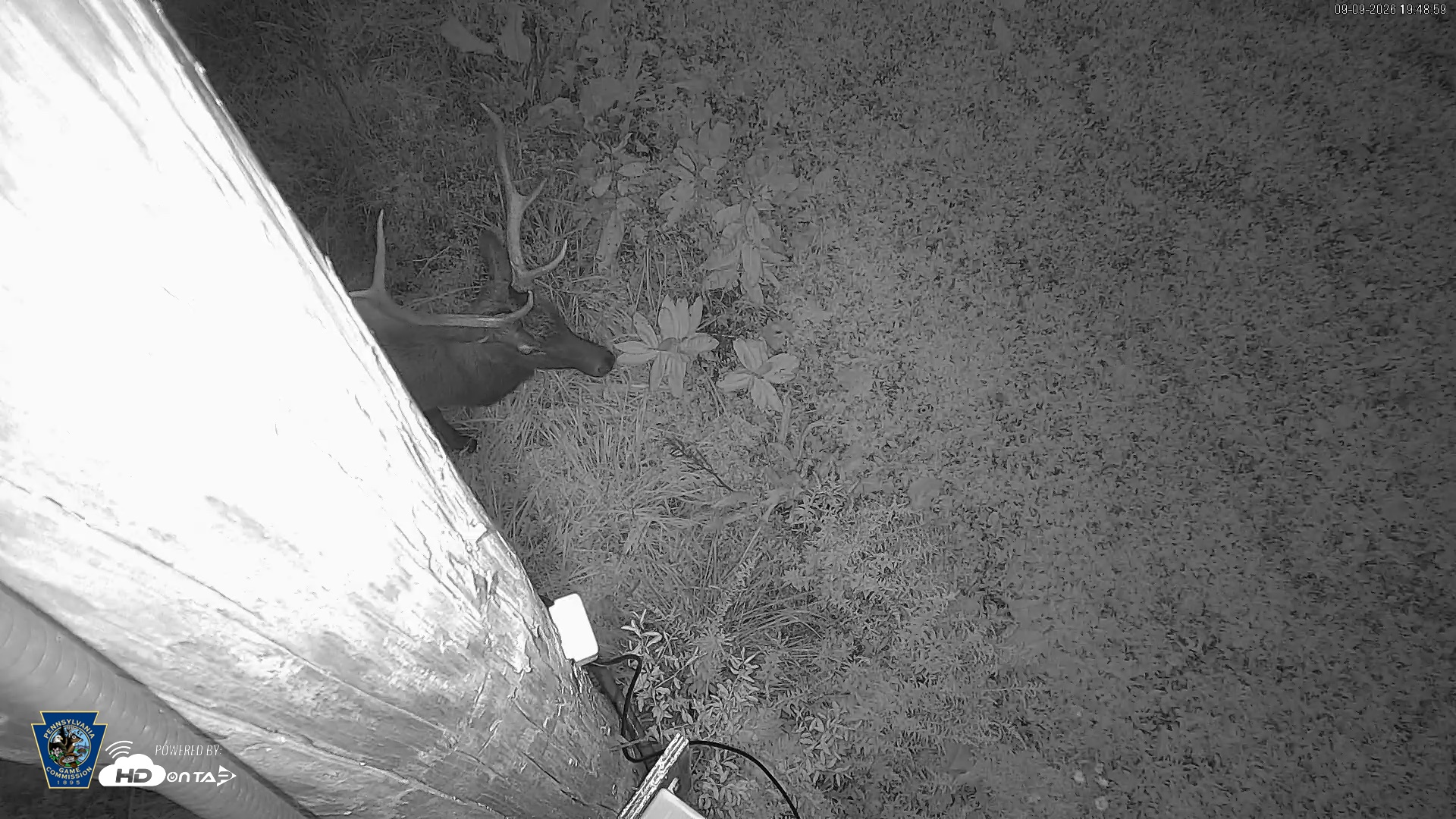 Snapshot of Pennsylvania Elk Live Webcam taken Sep 9, 2026, 7:49pm EDT