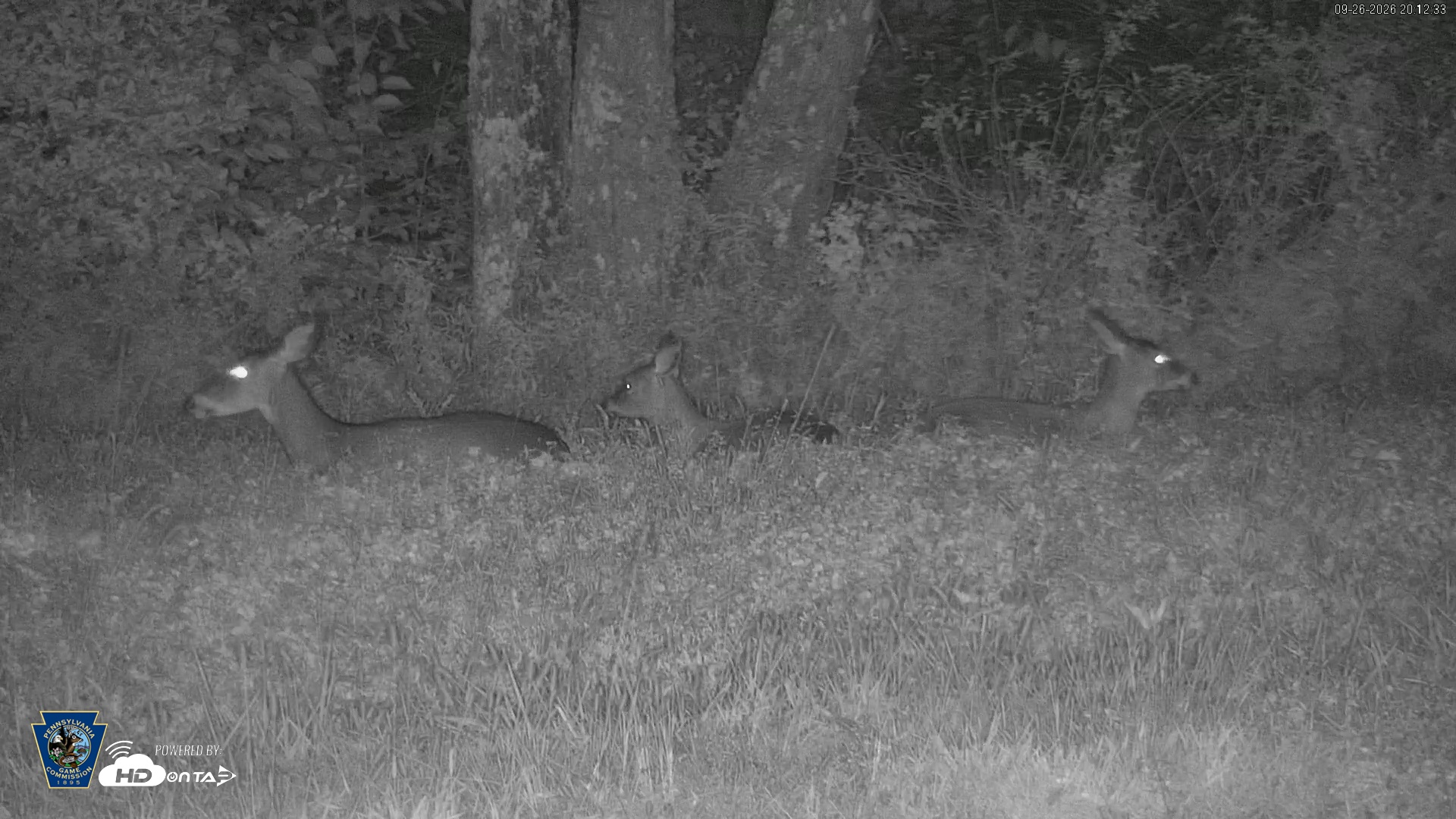 Snapshot of Pennsylvania Elk Live Webcam taken Sep 26, 2026, 8:13pm EDT