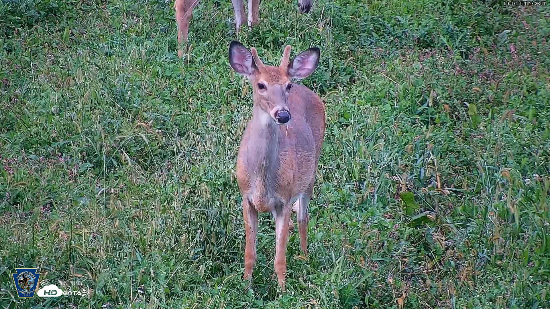 Snapshot of Pennsylvania Elk Live Webcam taken Sep 8, 2026, 6:39pm EDT