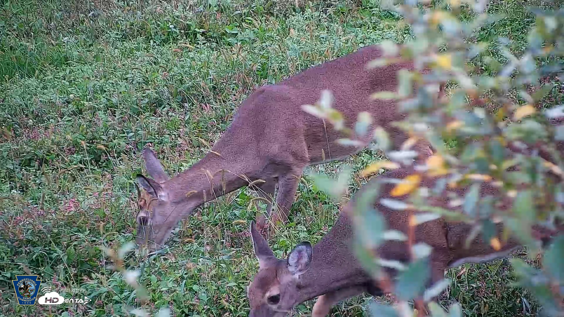 Snapshot of Pennsylvania Elk Live Webcam taken Sep 30, 2026, 5:50pm EDT