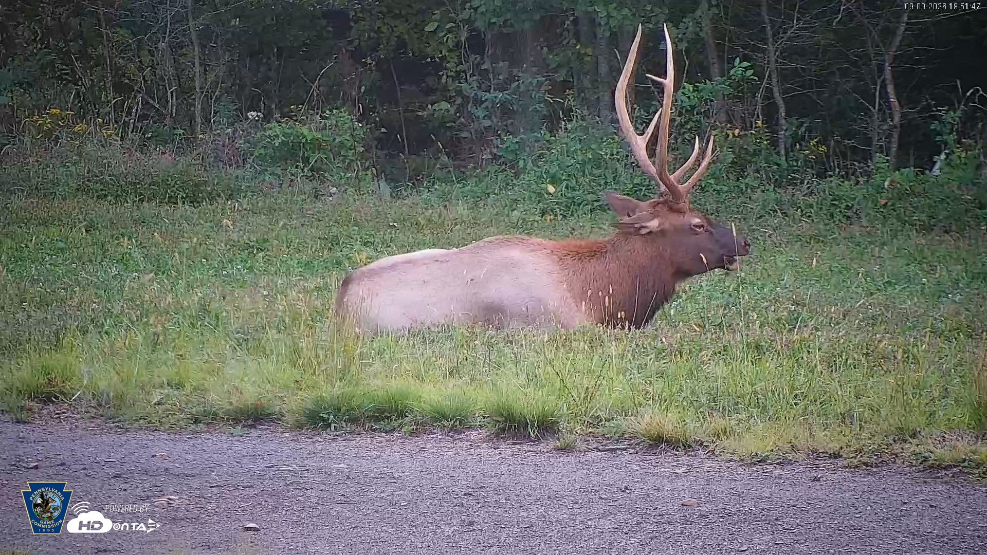 Snapshot of Pennsylvania Elk Live Webcam taken Sep 9, 2026, 6:52pm EDT