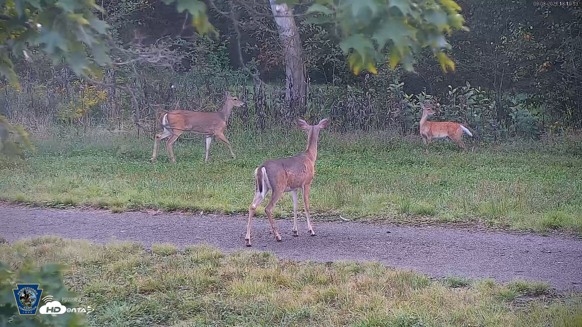 Snapshot of Pennsylvania Elk Live Webcam taken Sep 8, 2026, 6:11pm EDT