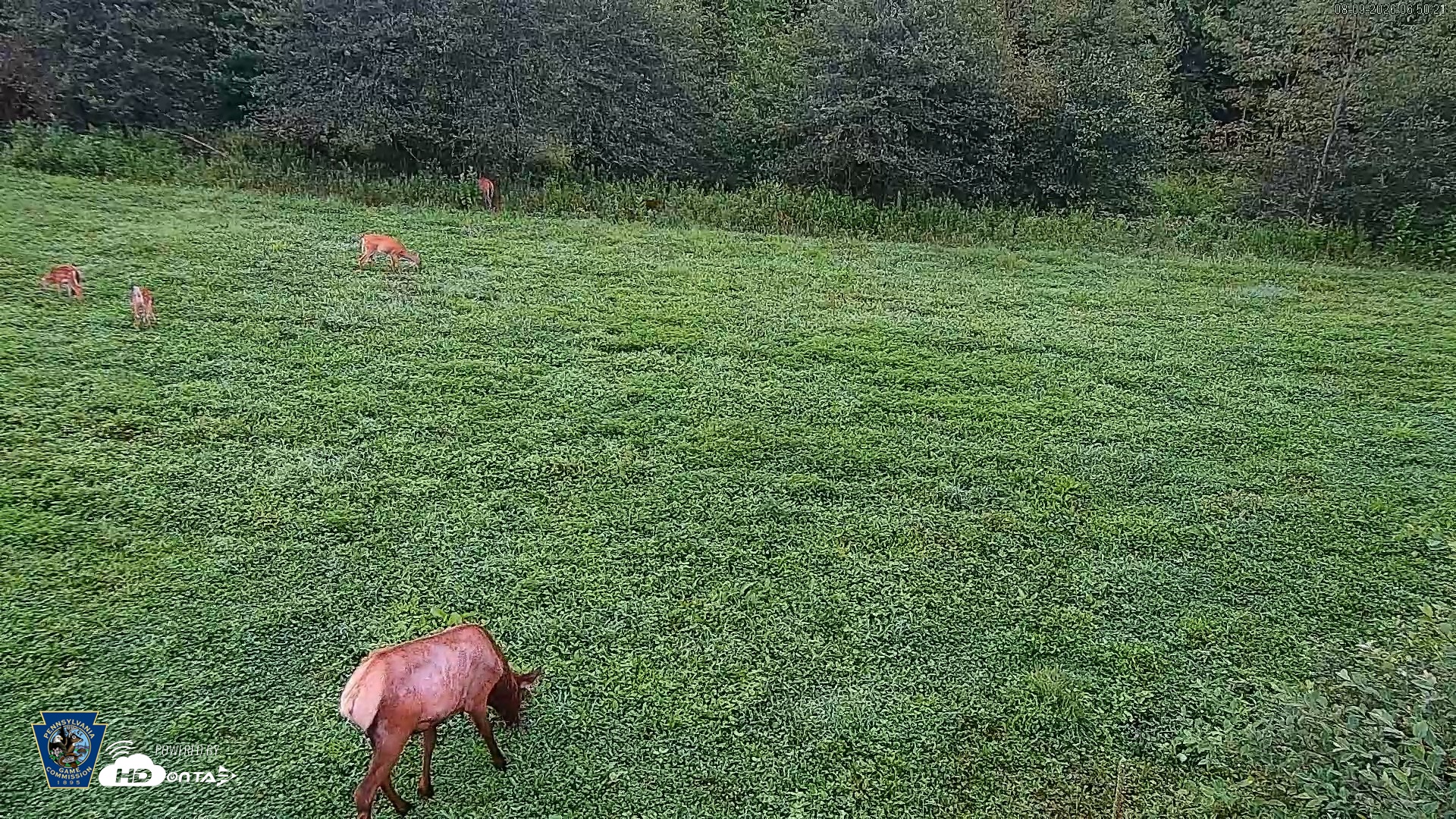 Snapshot of Pennsylvania Elk Live Webcam taken Aug 9, 2026, 6:51am EDT