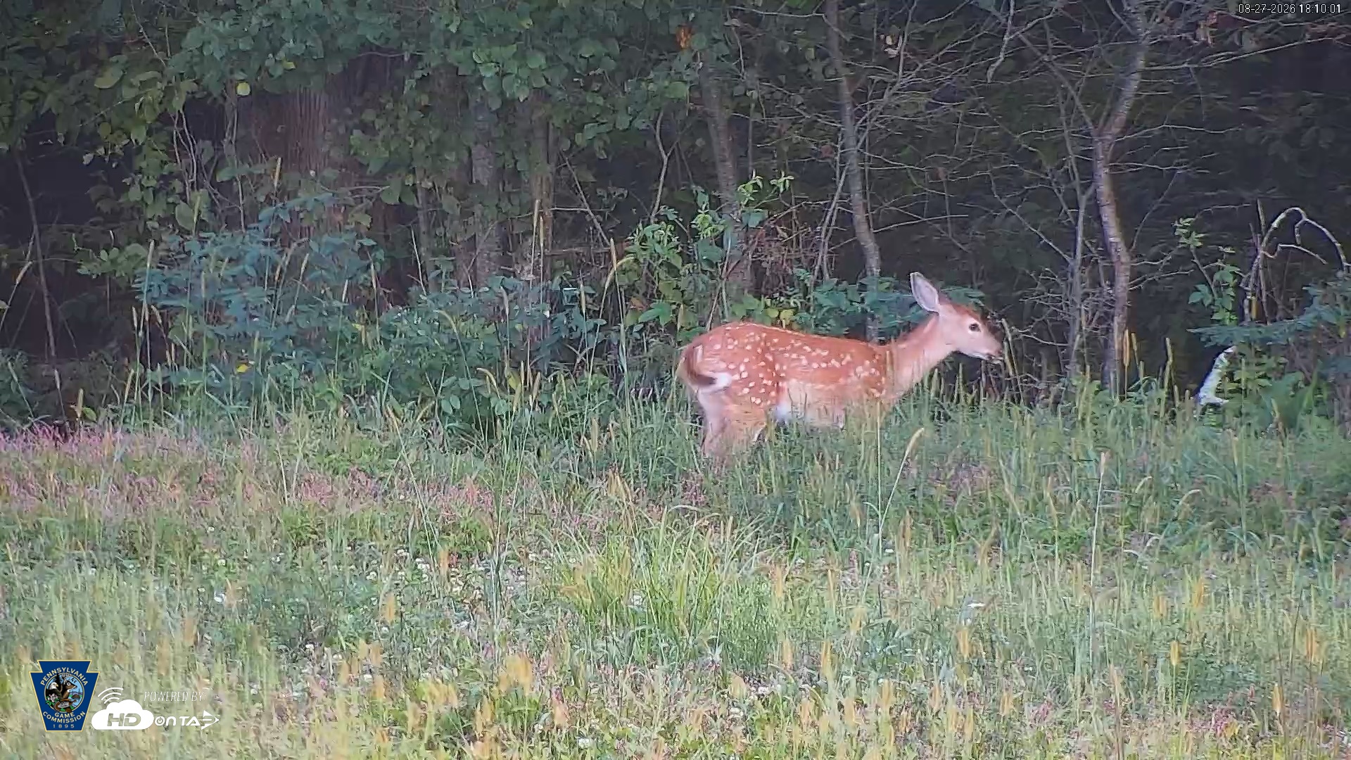 Snapshot of Pennsylvania Elk Live Webcam taken Aug 27, 2026, 6:10pm EDT