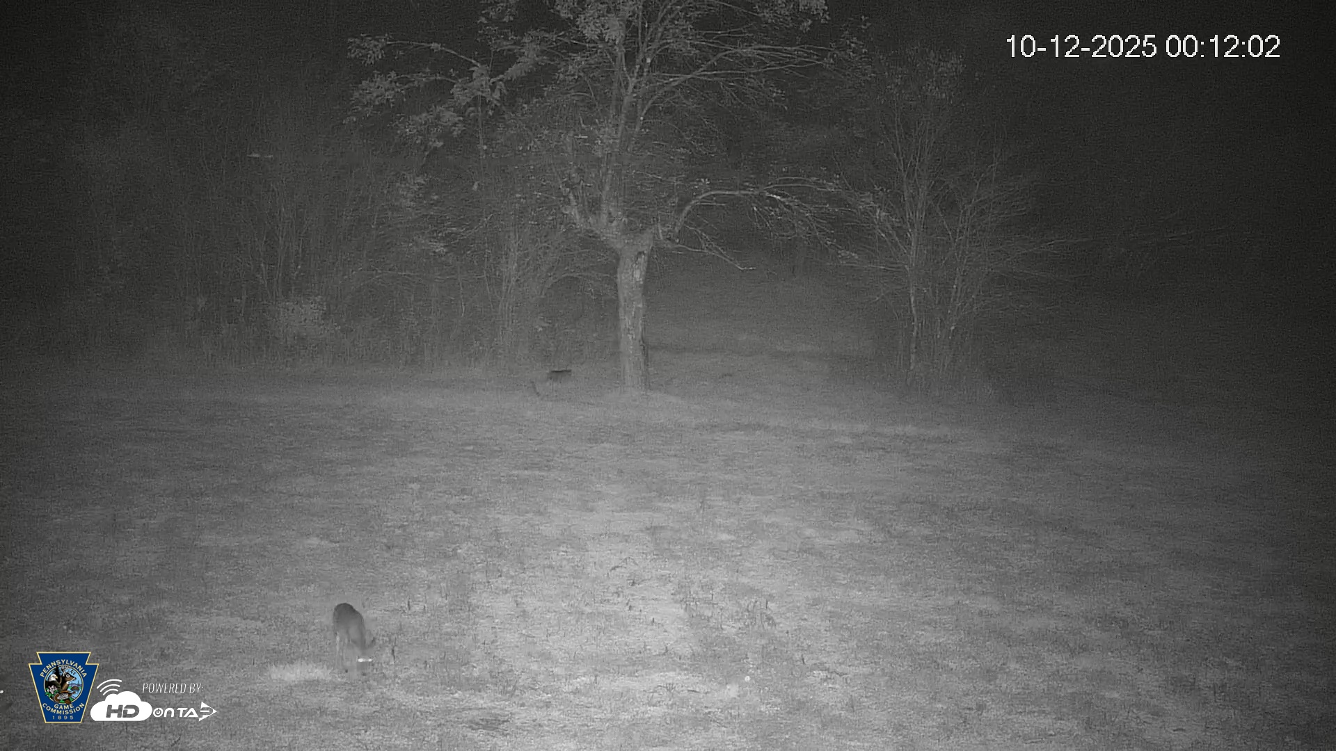 Snapshot of Pennsylvania Elk Live Webcam taken Oct 12, 2025, 12:12am EDT