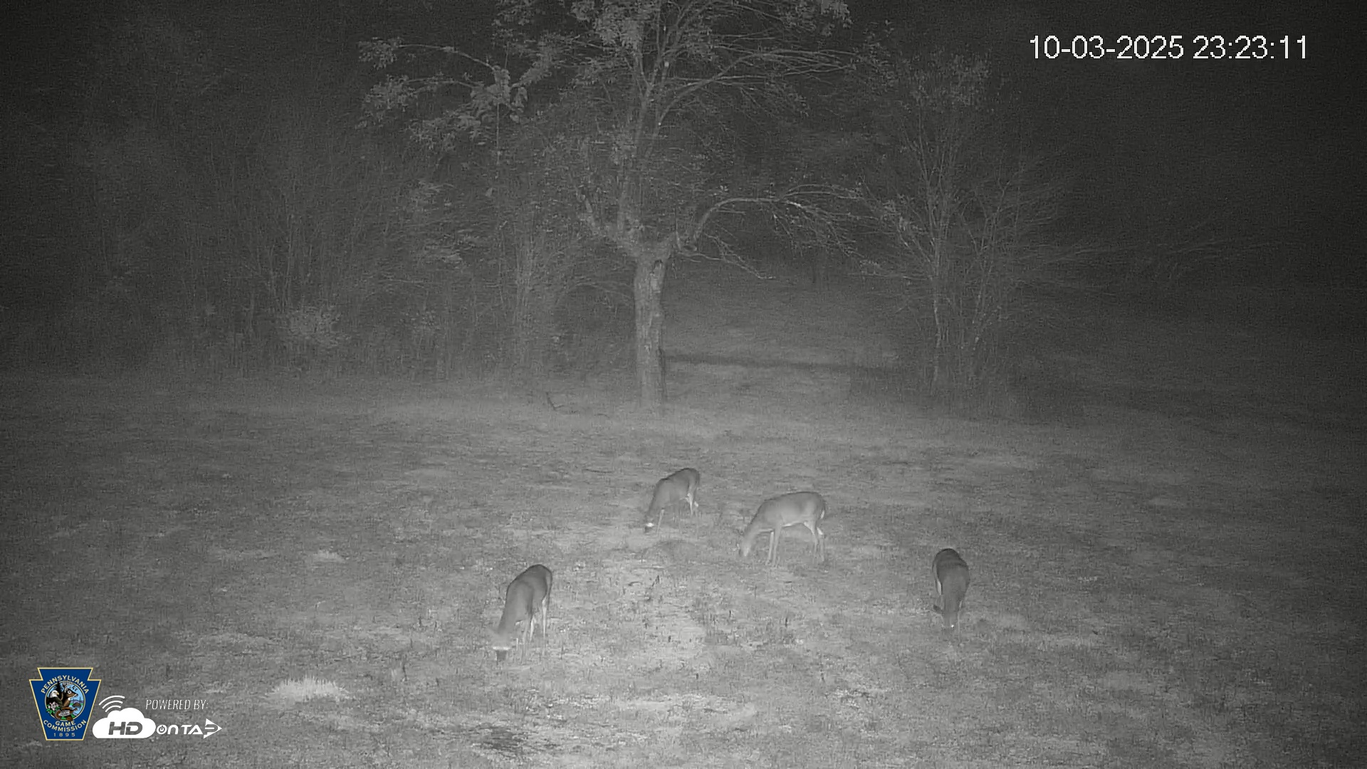 Snapshot of Pennsylvania Elk Live Webcam taken Oct 3, 2025, 11:23pm EDT