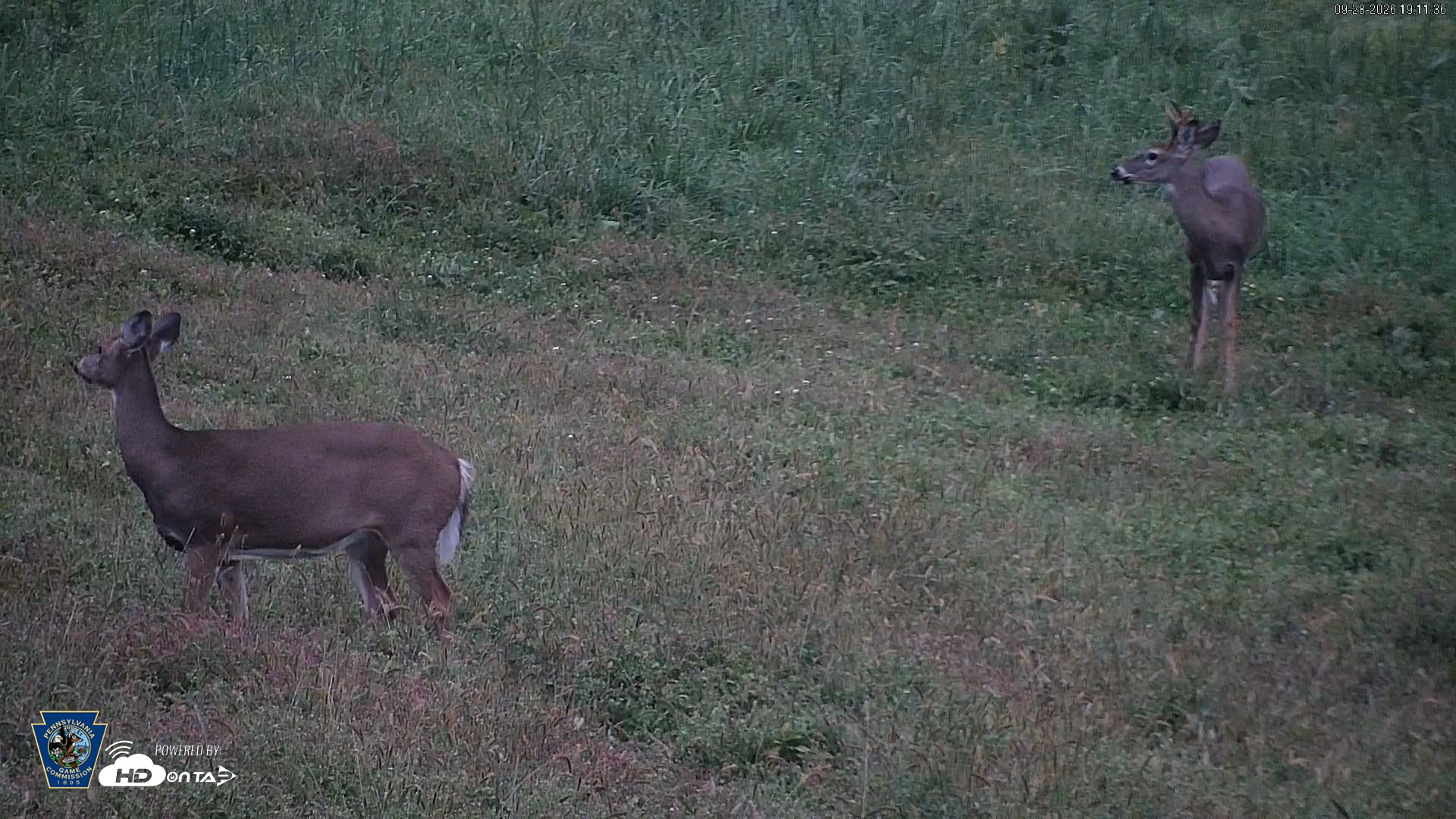 Snapshot of Pennsylvania Elk Live Webcam taken Sep 28, 2026, 7:12pm EDT
