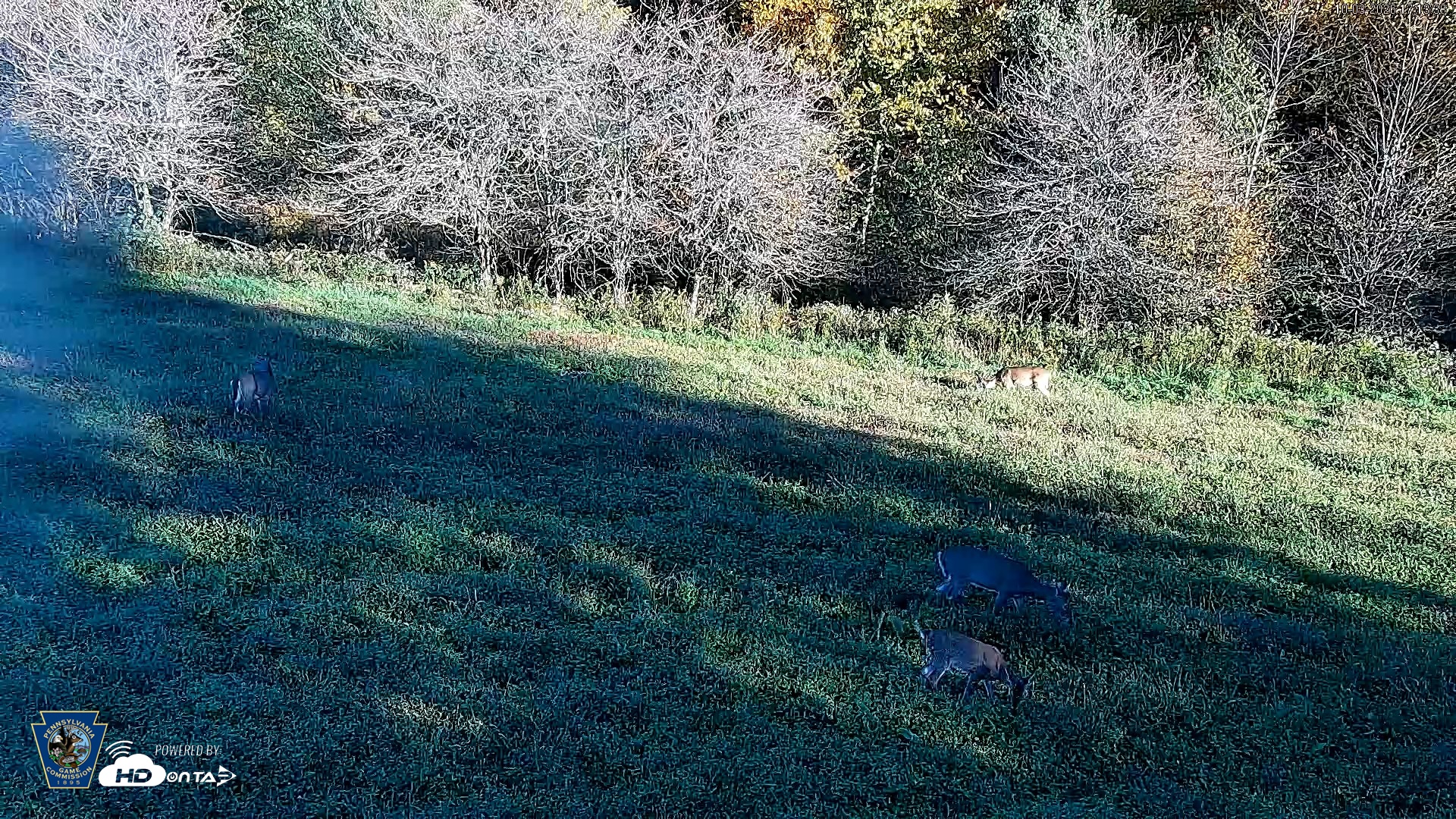 Snapshot of Pennsylvania Elk Live Webcam taken Oct 3, 2026, 5:14pm EDT