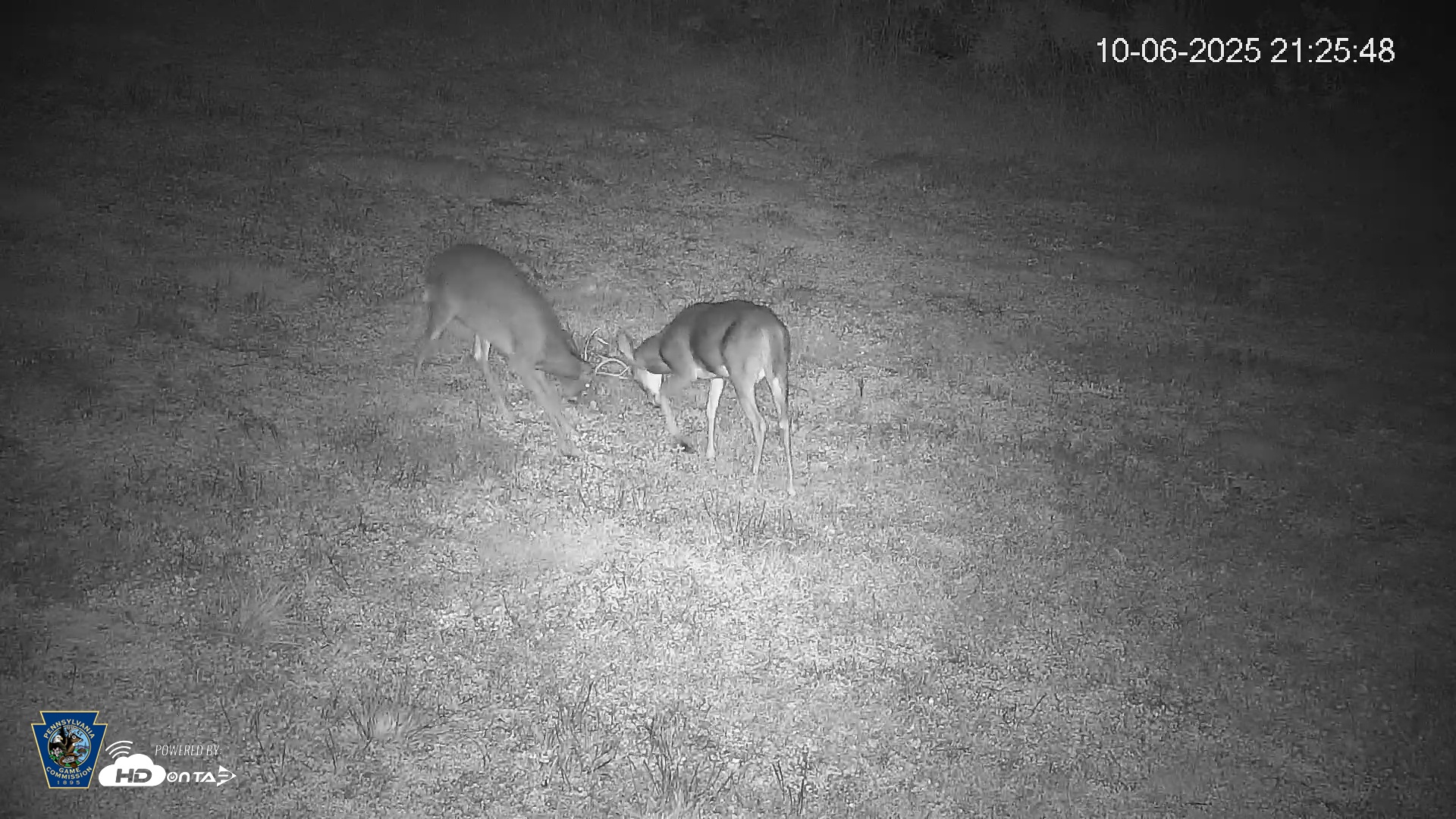 Snapshot of Pennsylvania Elk Live Webcam taken Oct 6, 2025, 9:26pm EDT