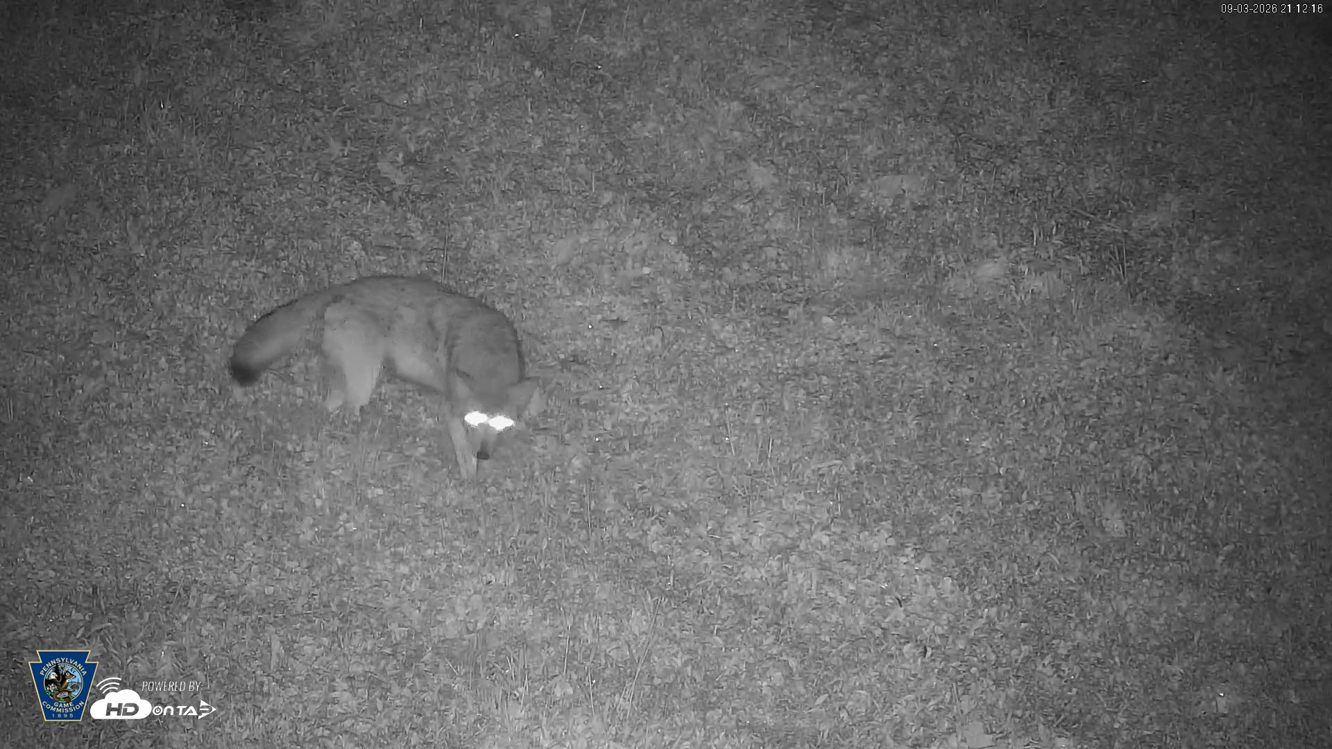 Snapshot of Pennsylvania Elk Live Webcam taken Sep 3, 2026, 9:13pm EDT