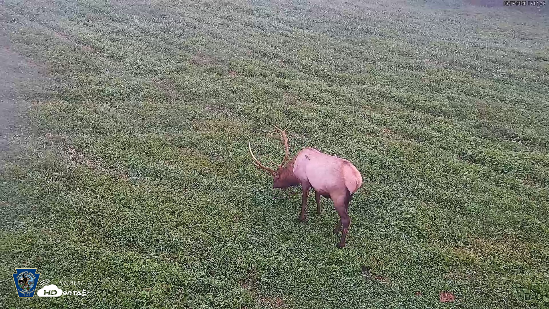 Snapshot of Pennsylvania Elk Live Webcam taken Sep 7, 2026, 7:02am EDT