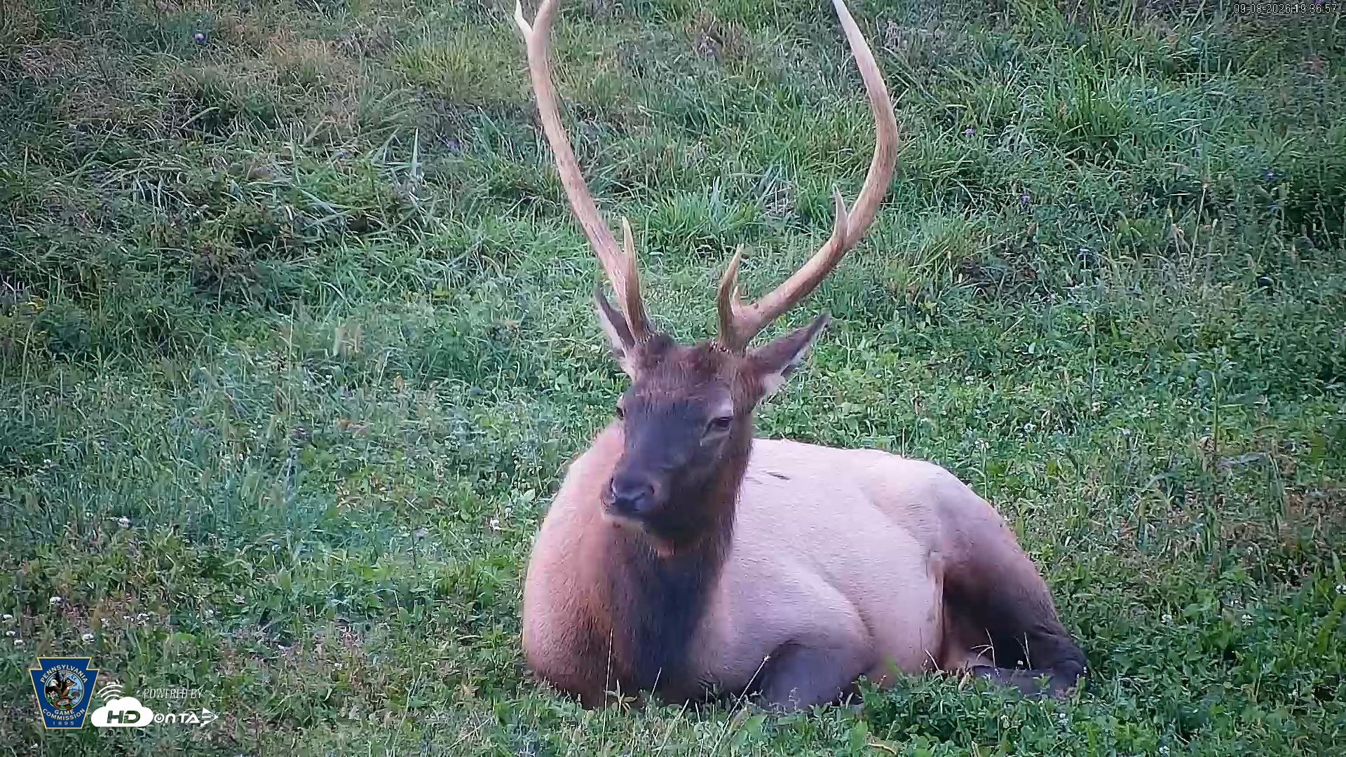 Snapshot of Pennsylvania Elk Live Webcam taken Sep 8, 2026, 7:37pm EDT