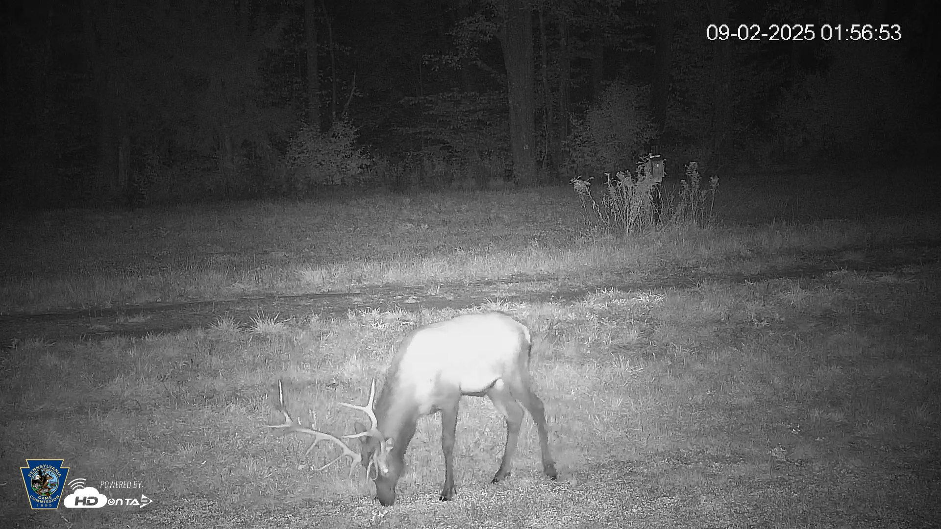 Snapshot of Pennsylvania Elk Live Webcam taken Sep 2, 2025, 1:57am EDT