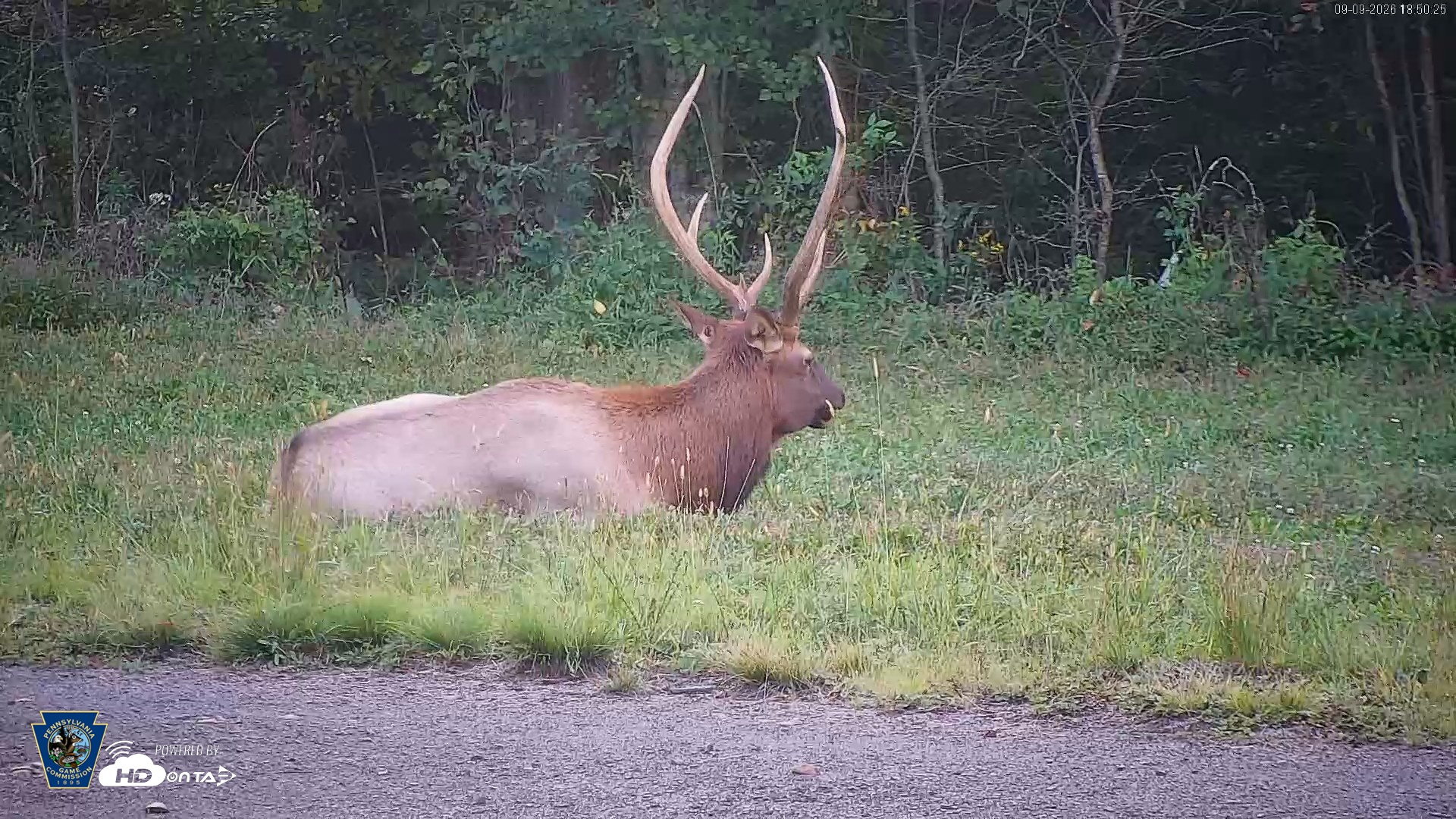 Snapshot of Pennsylvania Elk Live Webcam taken Sep 9, 2026, 6:51pm EDT
