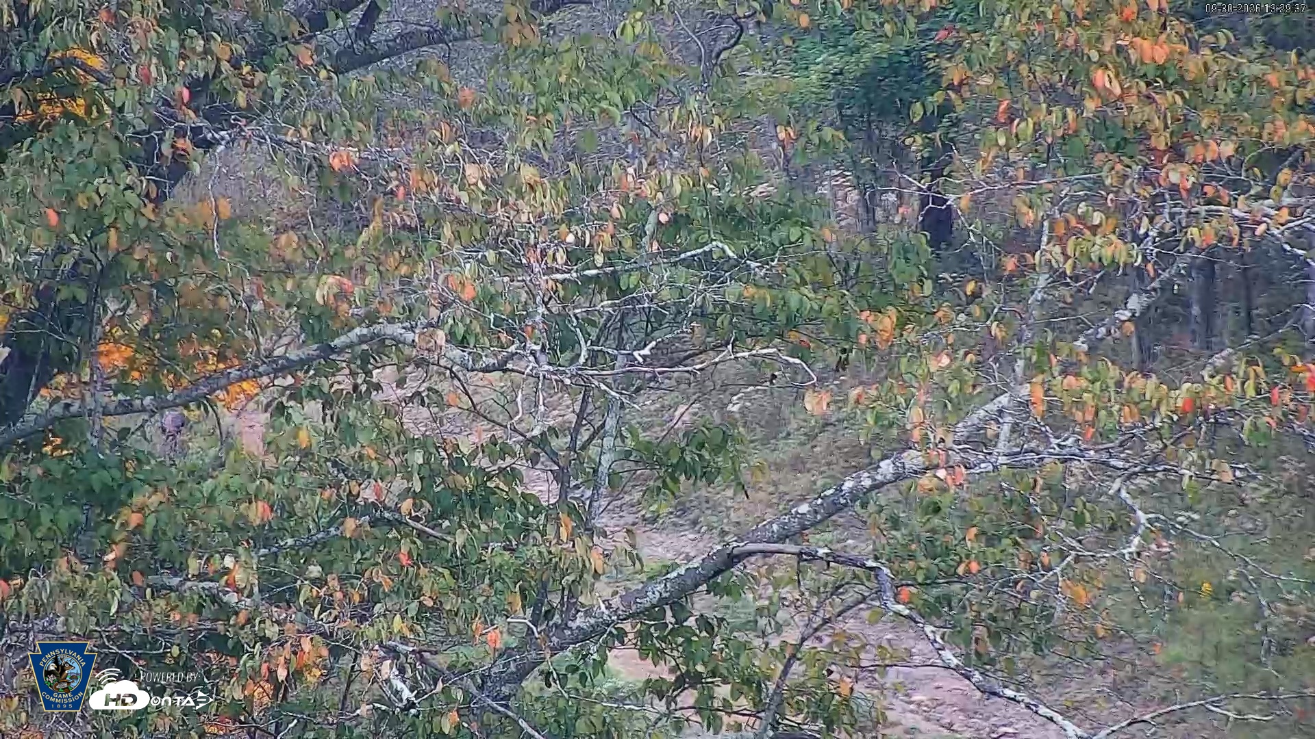 Snapshot of Pennsylvania Elk Live Webcam taken Sep 30, 2026, 1:30pm EDT