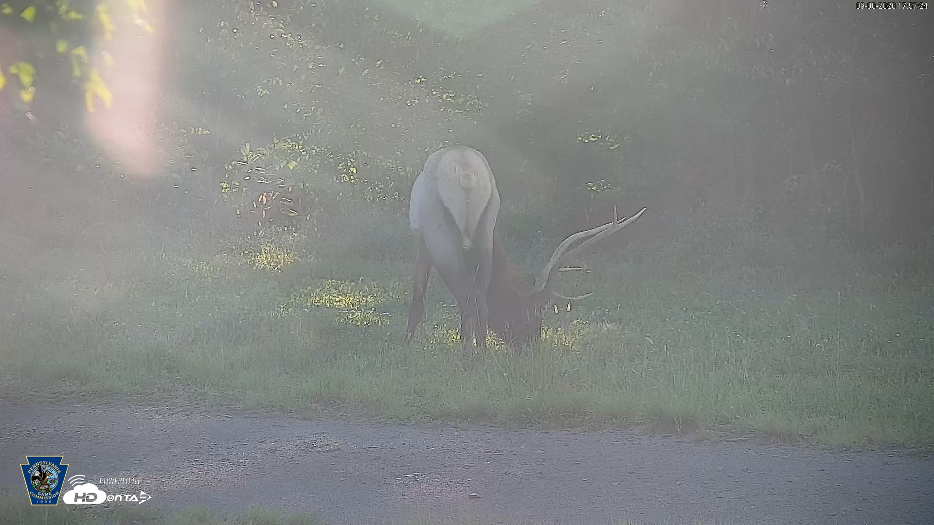 Snapshot of Pennsylvania Elk Live Webcam taken Sep 6, 2026, 5:57pm EDT