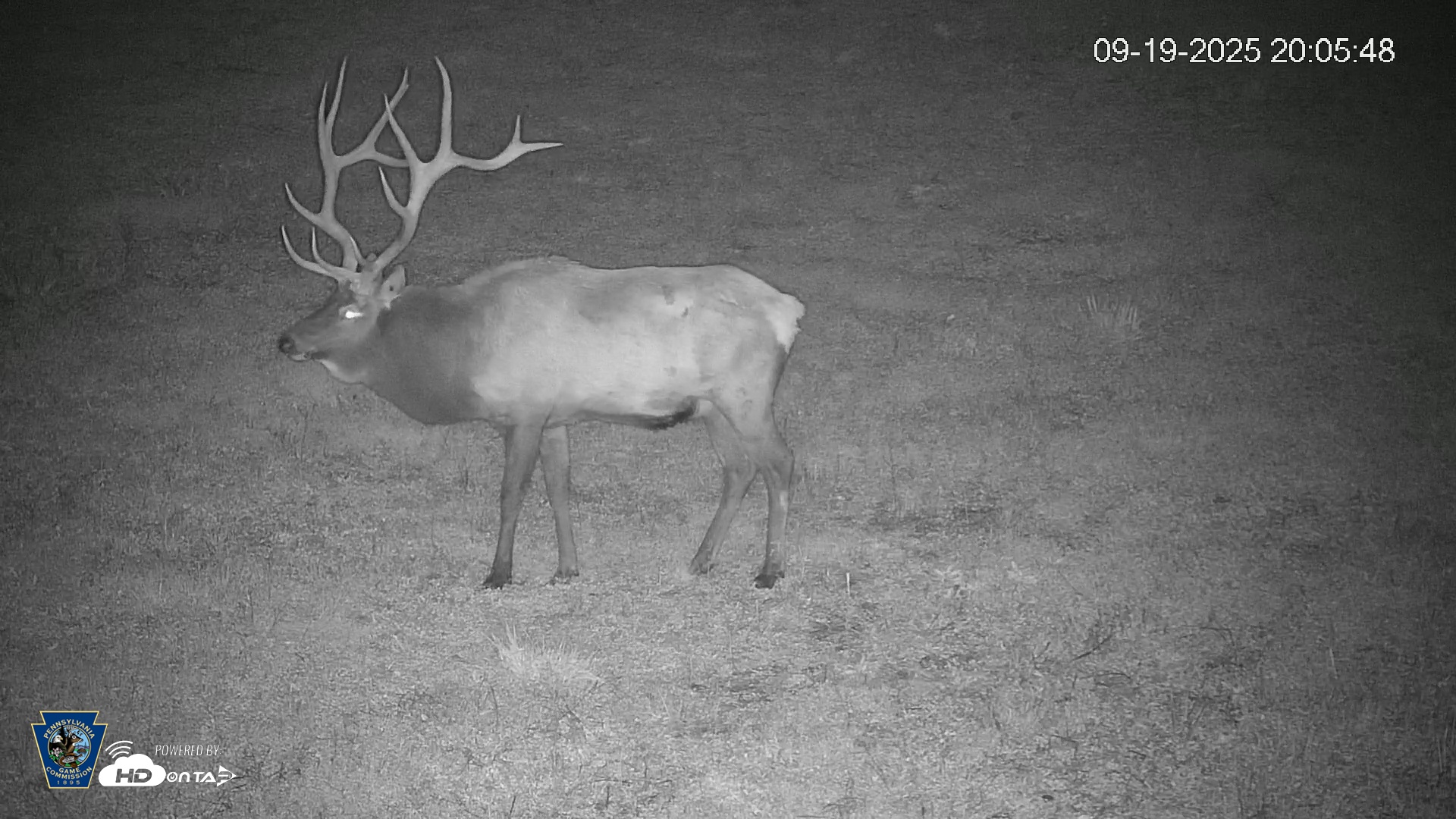 Snapshot of Pennsylvania Elk Live Webcam taken Sep 19, 2025, 8:06pm EDT