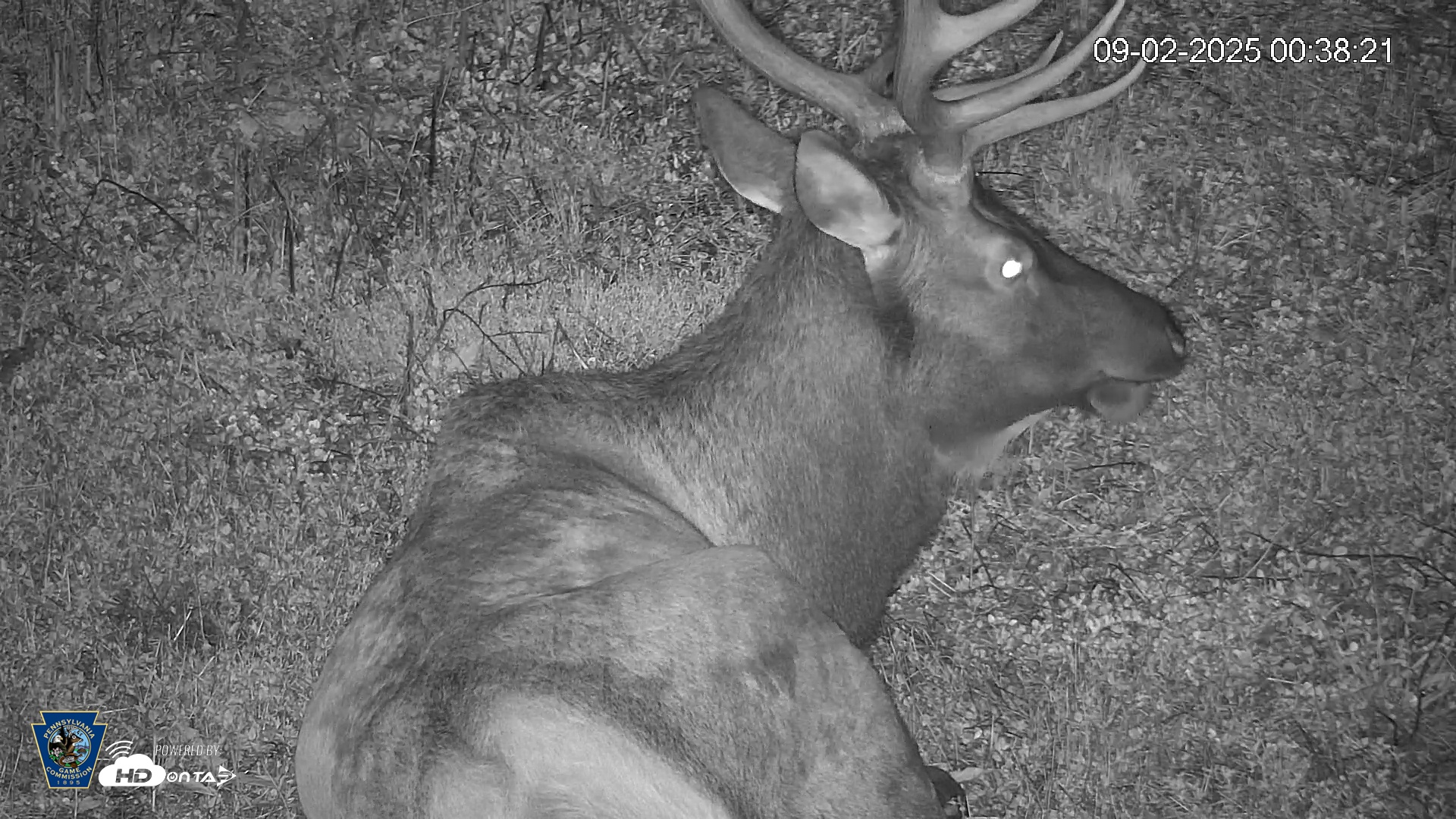 Snapshot of Pennsylvania Elk Live Webcam taken Sep 2, 2025, 12:39am EDT