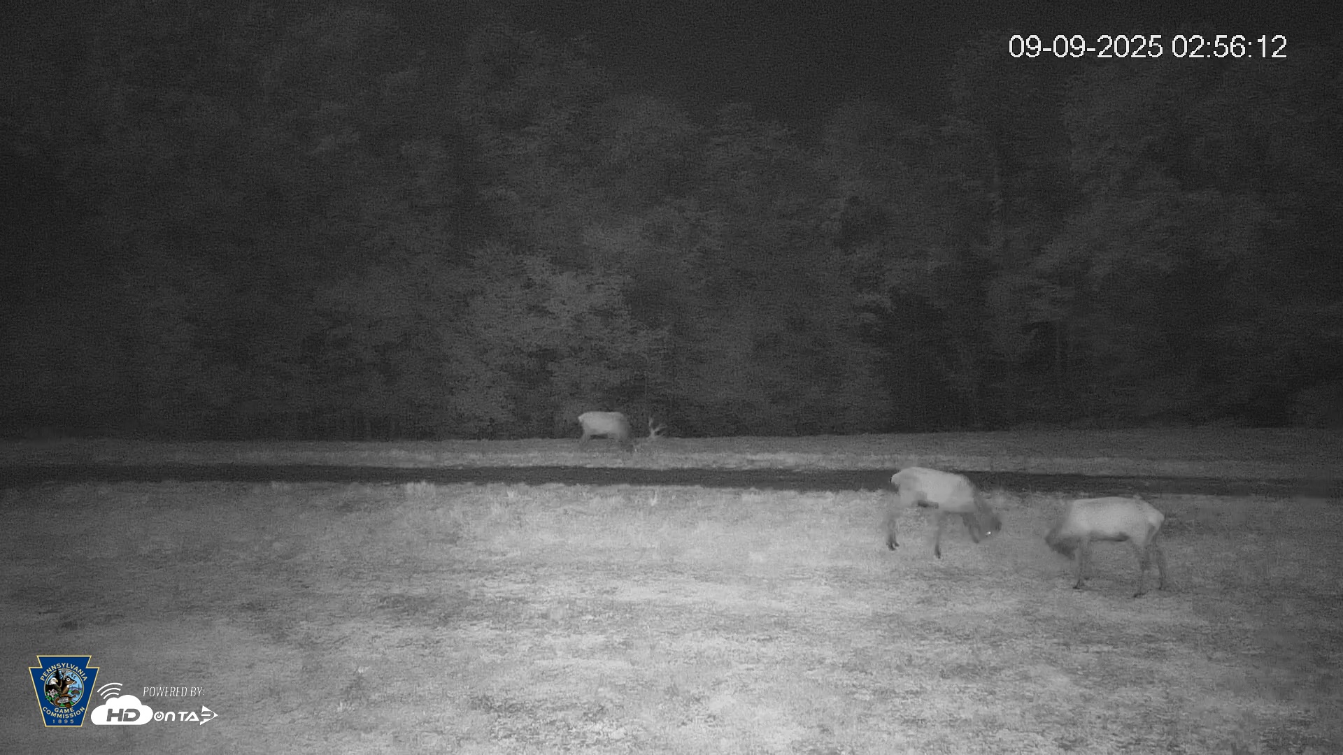 Snapshot of Pennsylvania Elk Live Webcam taken Sep 9, 2025, 2:56am EDT