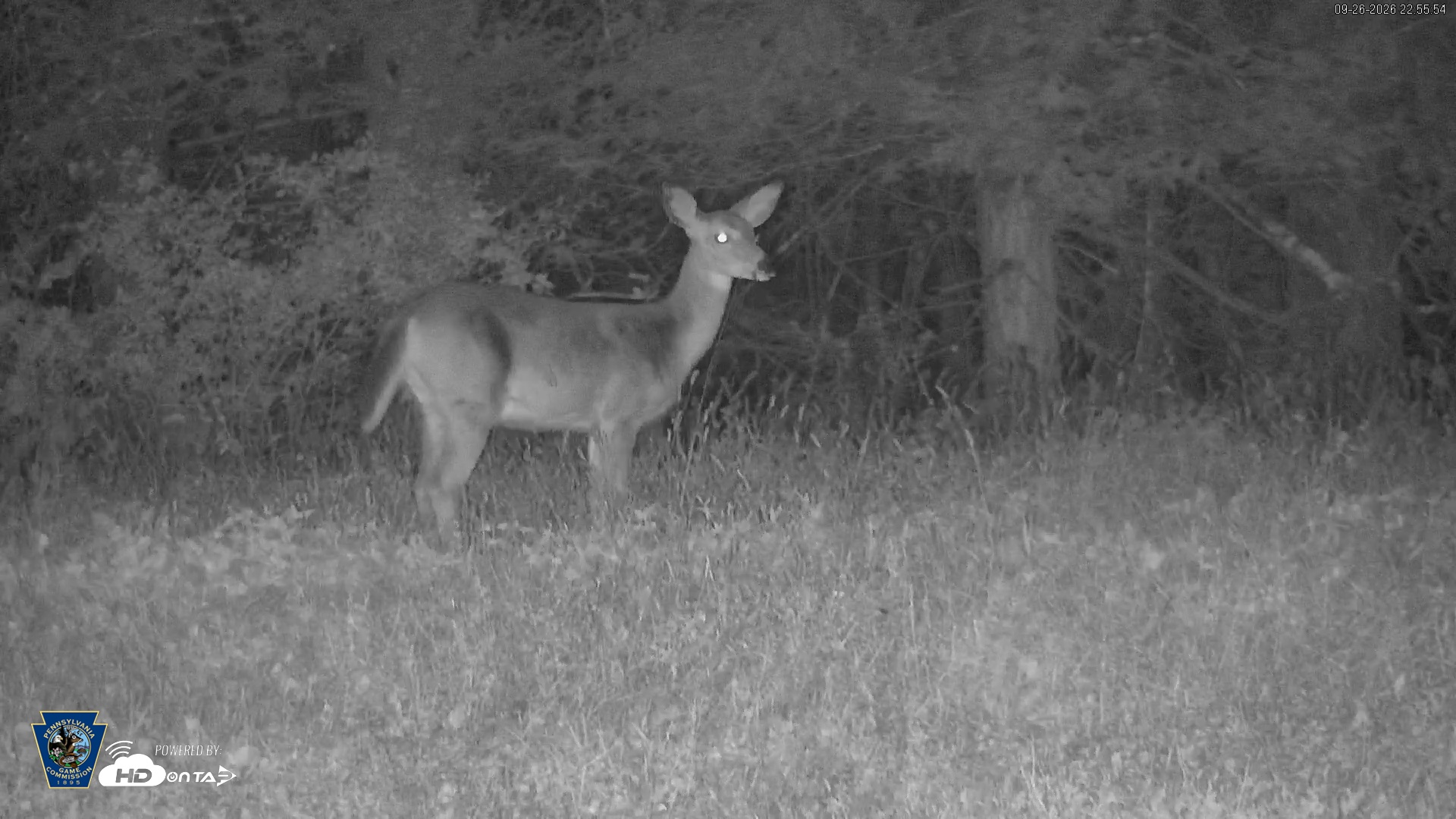 Snapshot of Pennsylvania Elk Live Webcam taken Sep 26, 2026, 10:56pm EDT