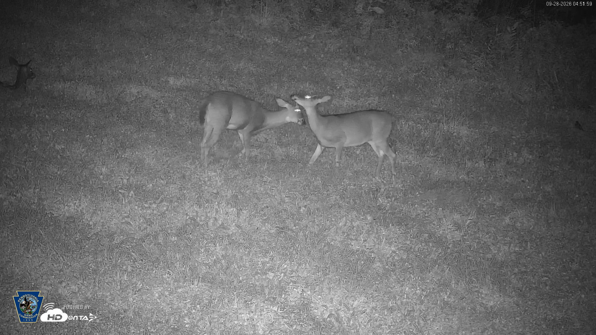 Snapshot of Pennsylvania Elk Live Webcam taken Sep 28, 2026, 4:53am EDT
