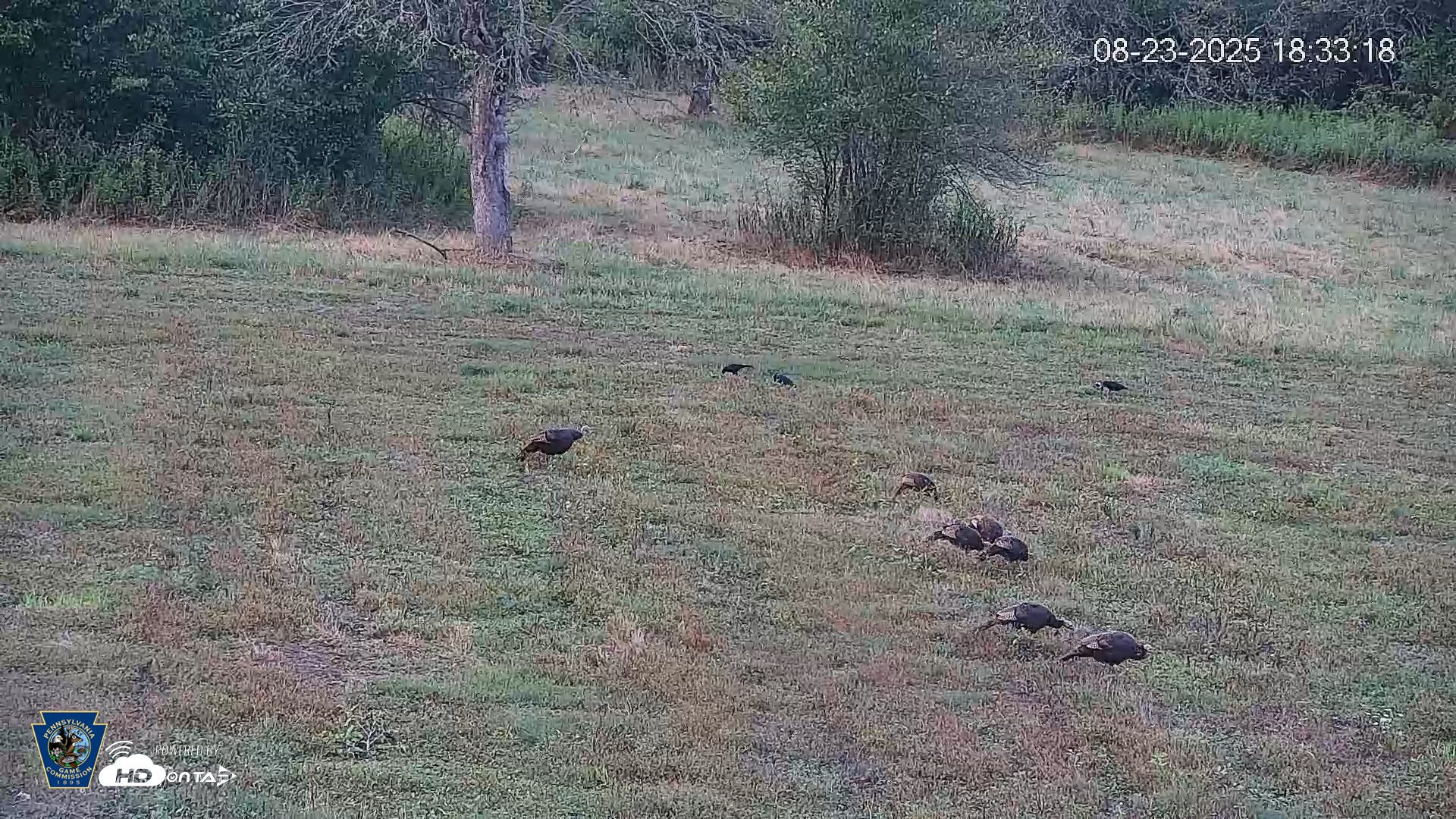 Snapshot of Pennsylvania Elk Live Webcam taken Aug 23, 2025, 6:34pm EDT